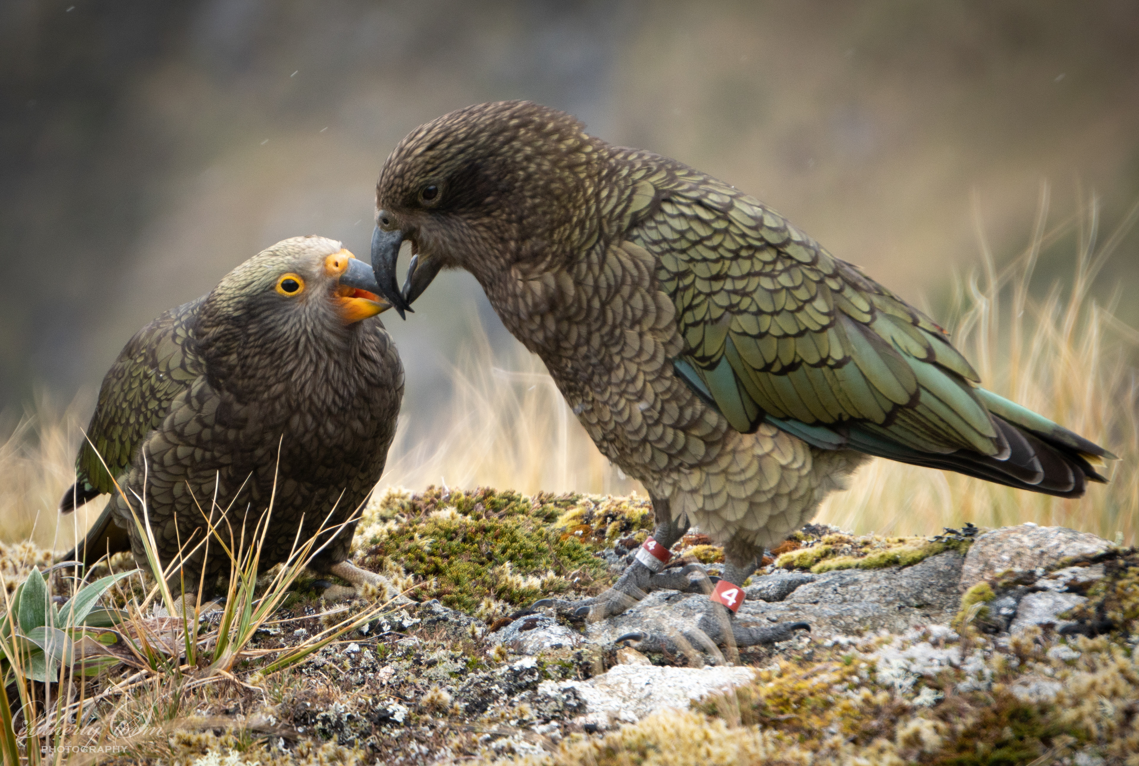 Adult male kea feeding fledgling kea