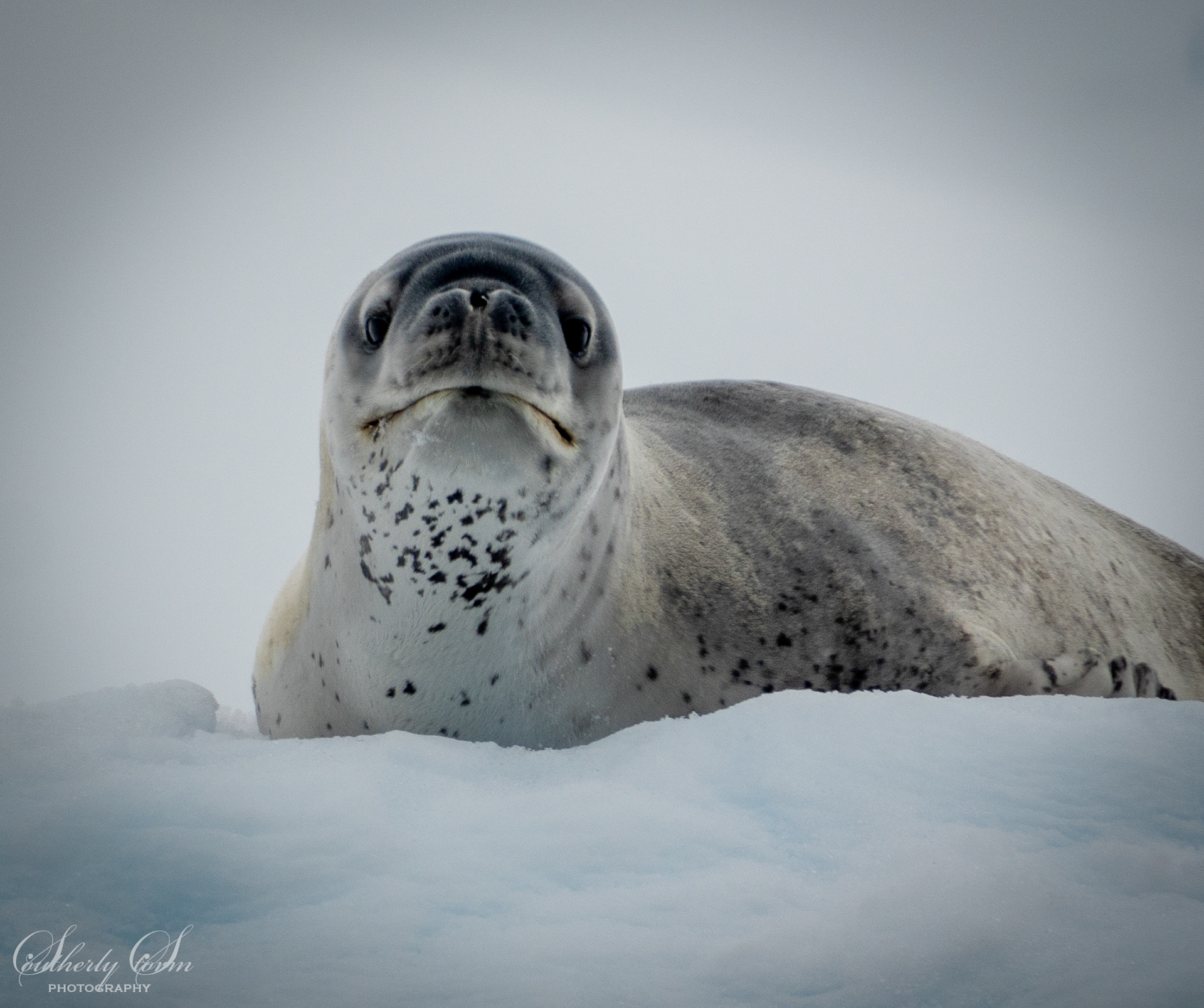 Leopard seal