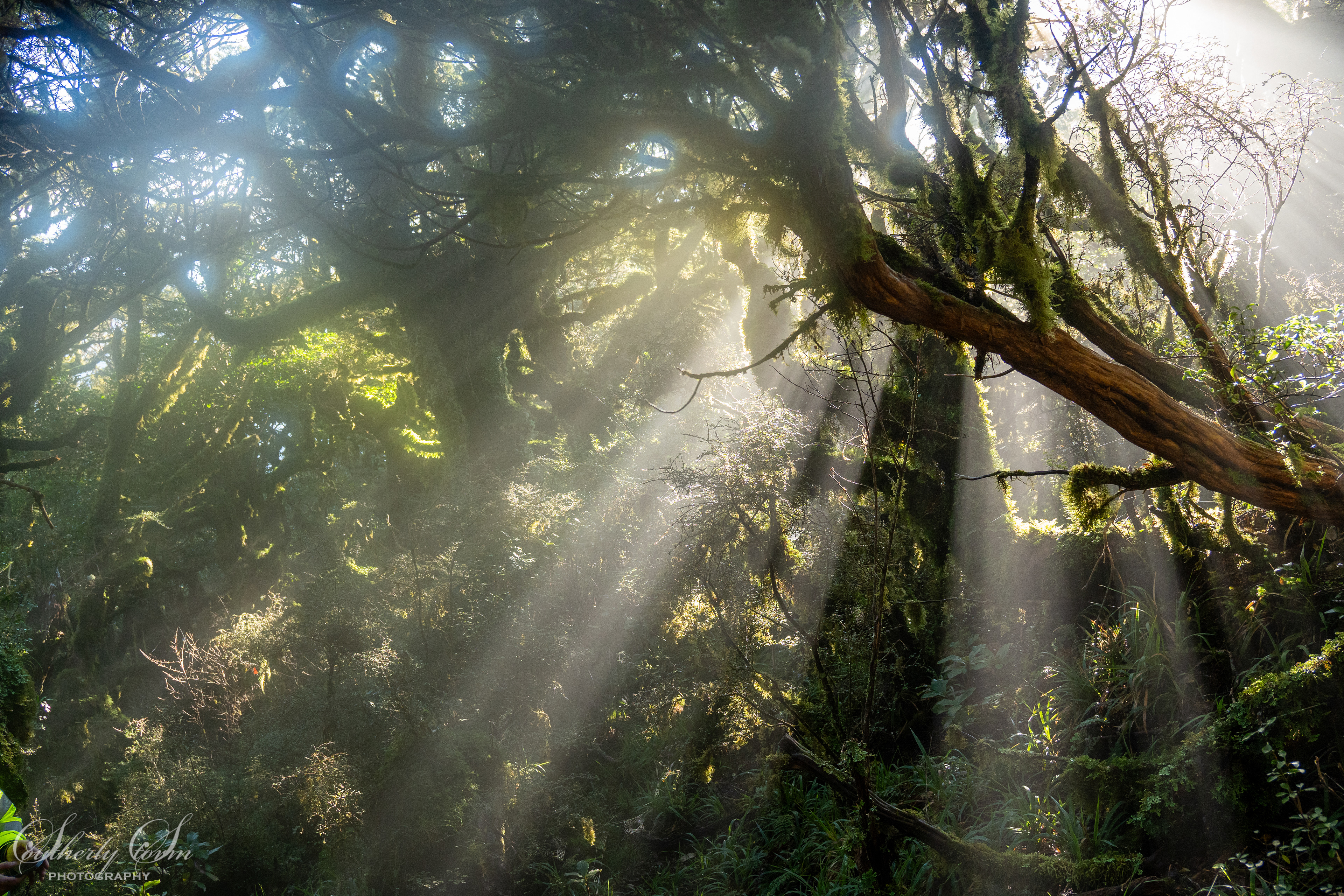 Sun through the trees