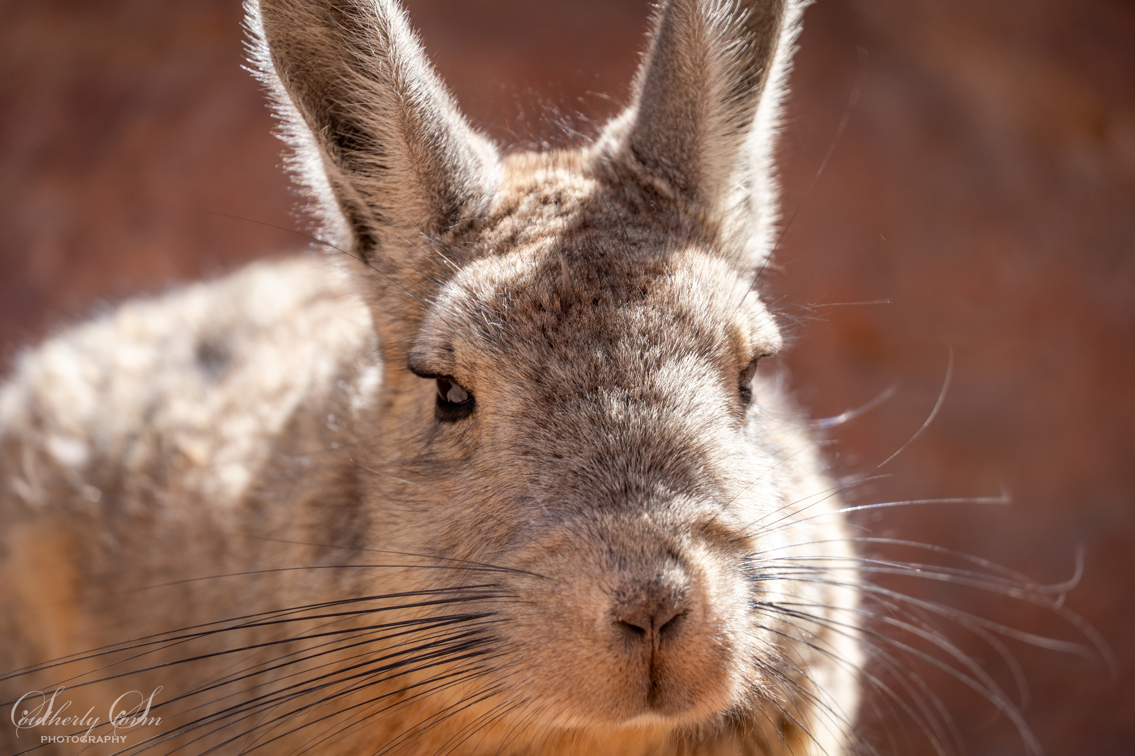 Viscacha whiskers