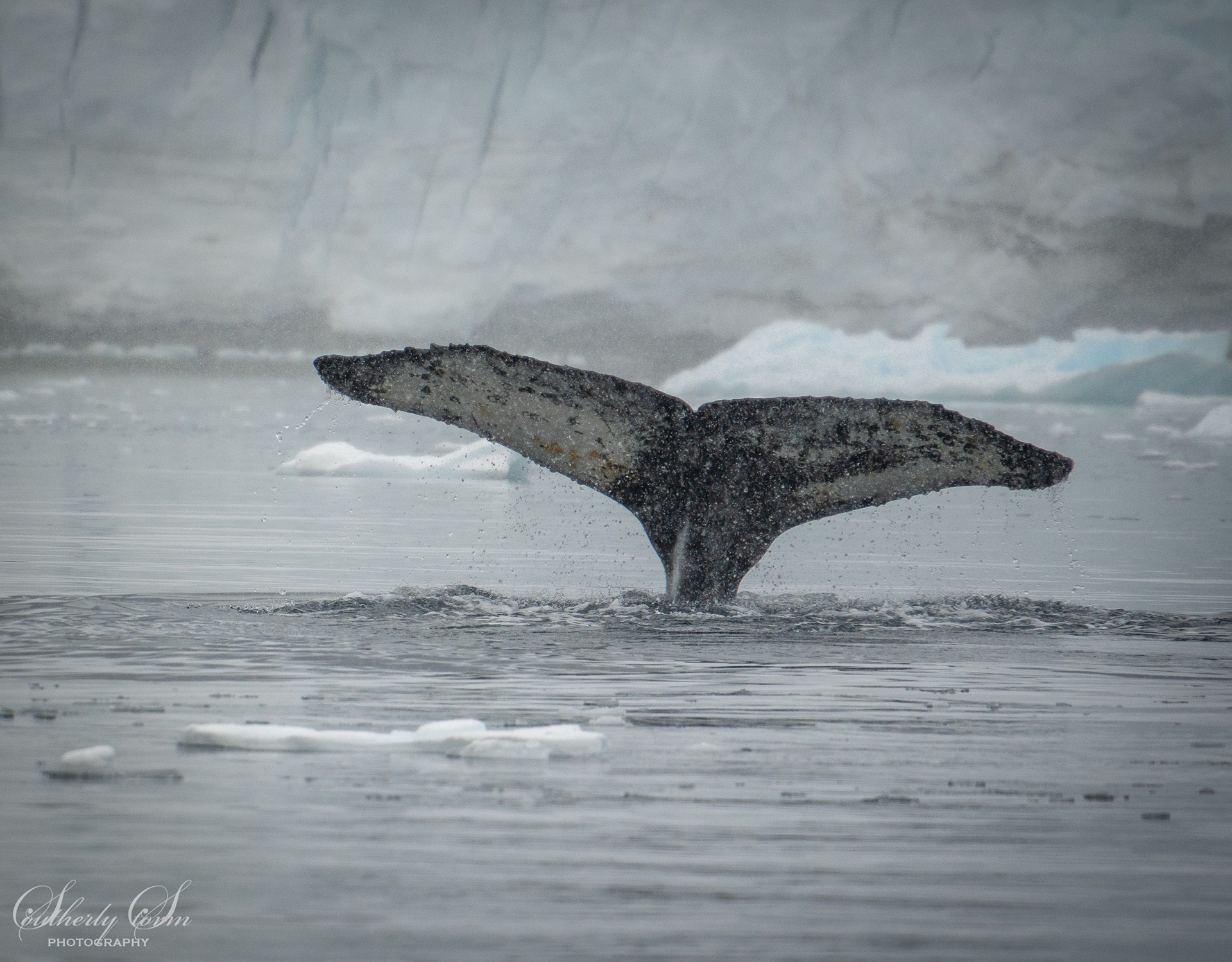 Whale fluke