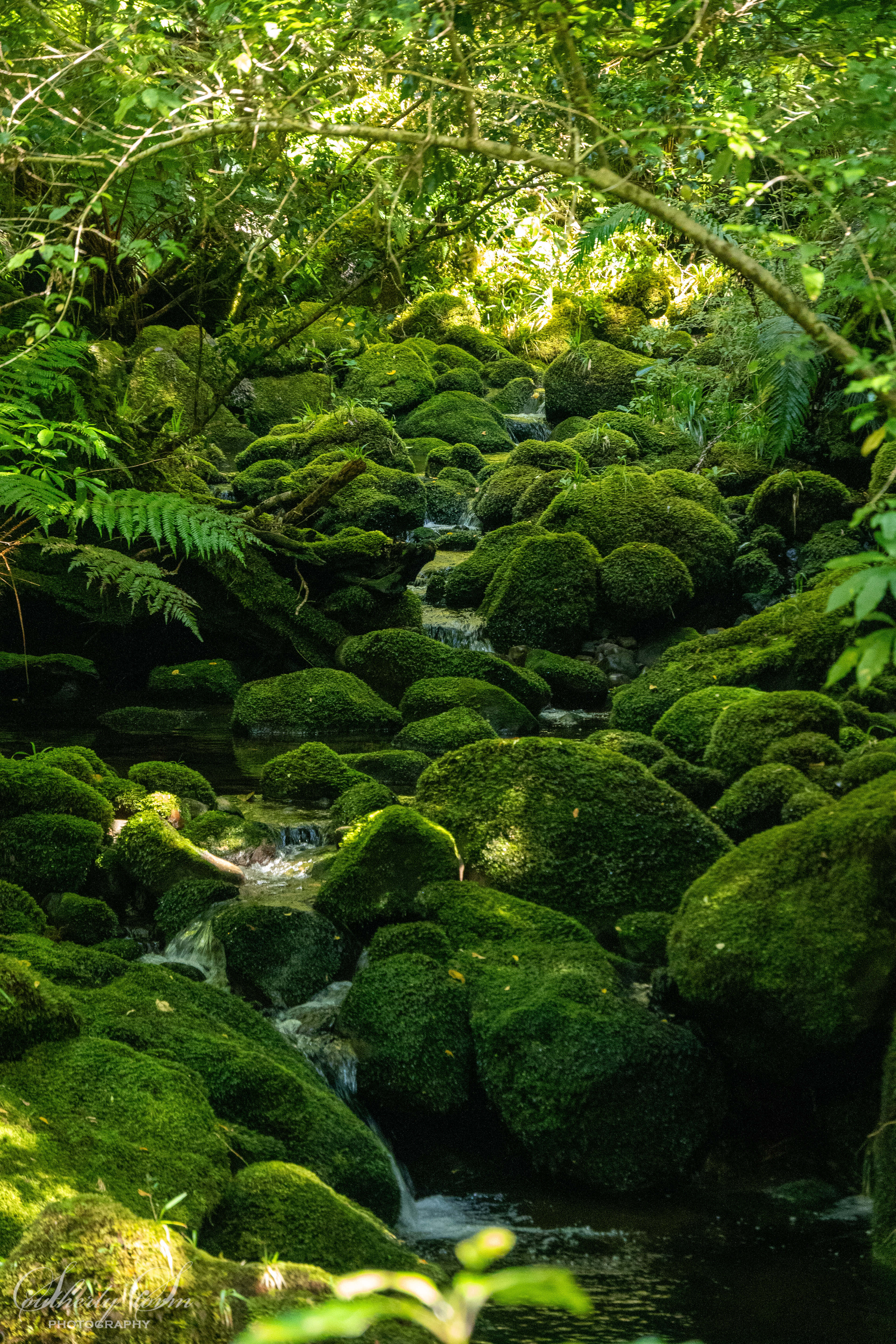 Green mossy boulders and trees in creek