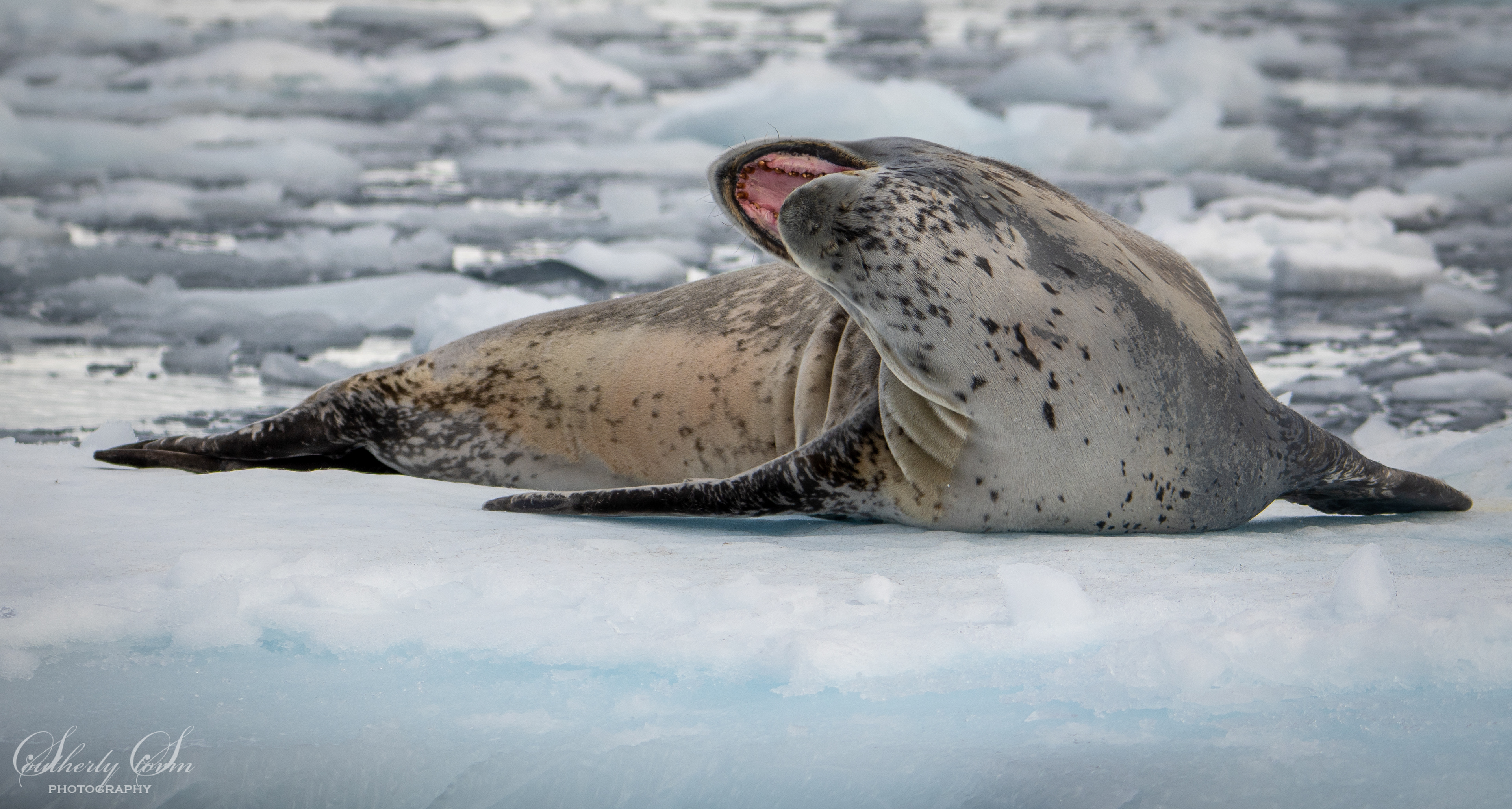 Leopard Seal yawn