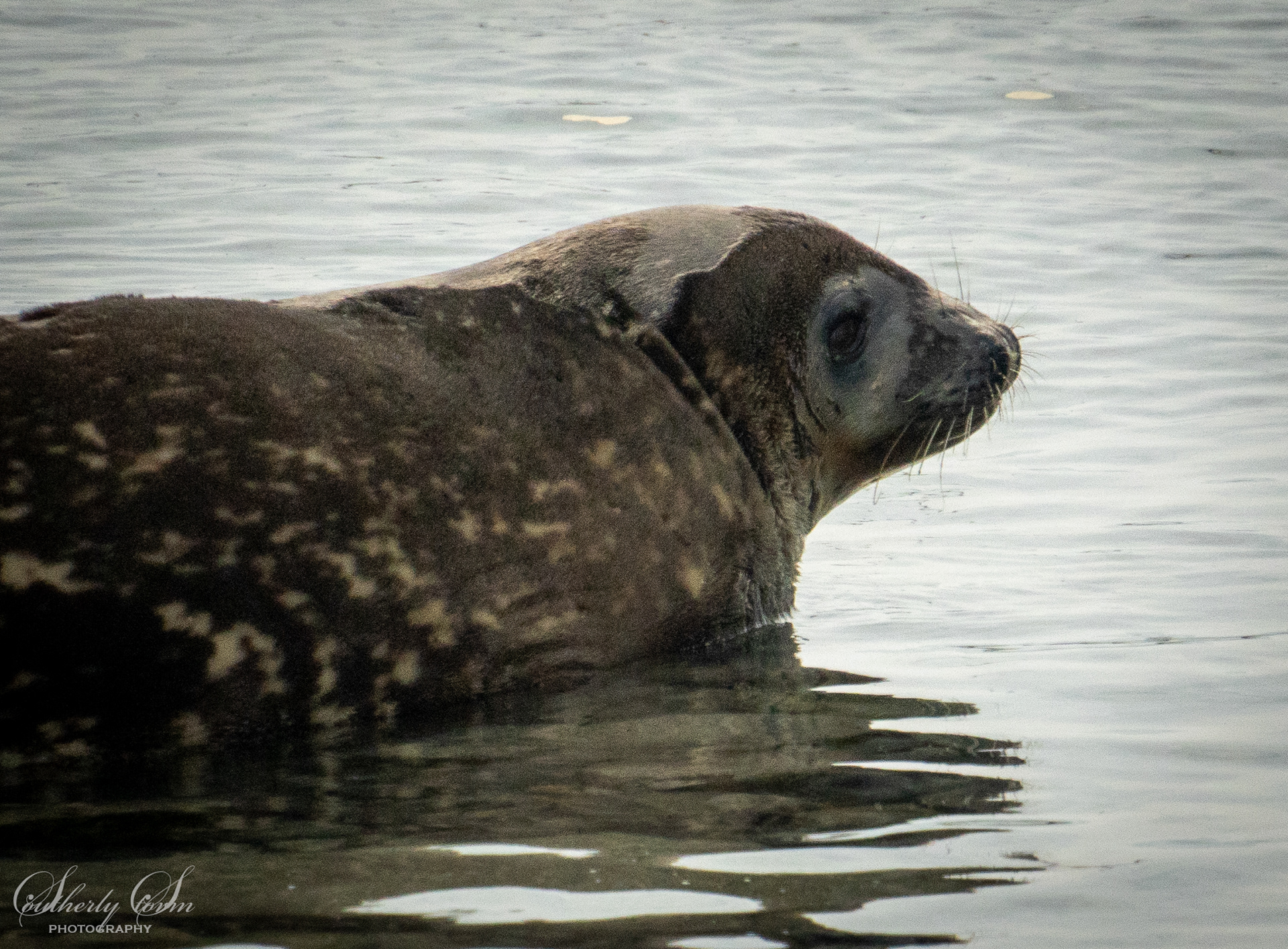Weddel seal heading into the water