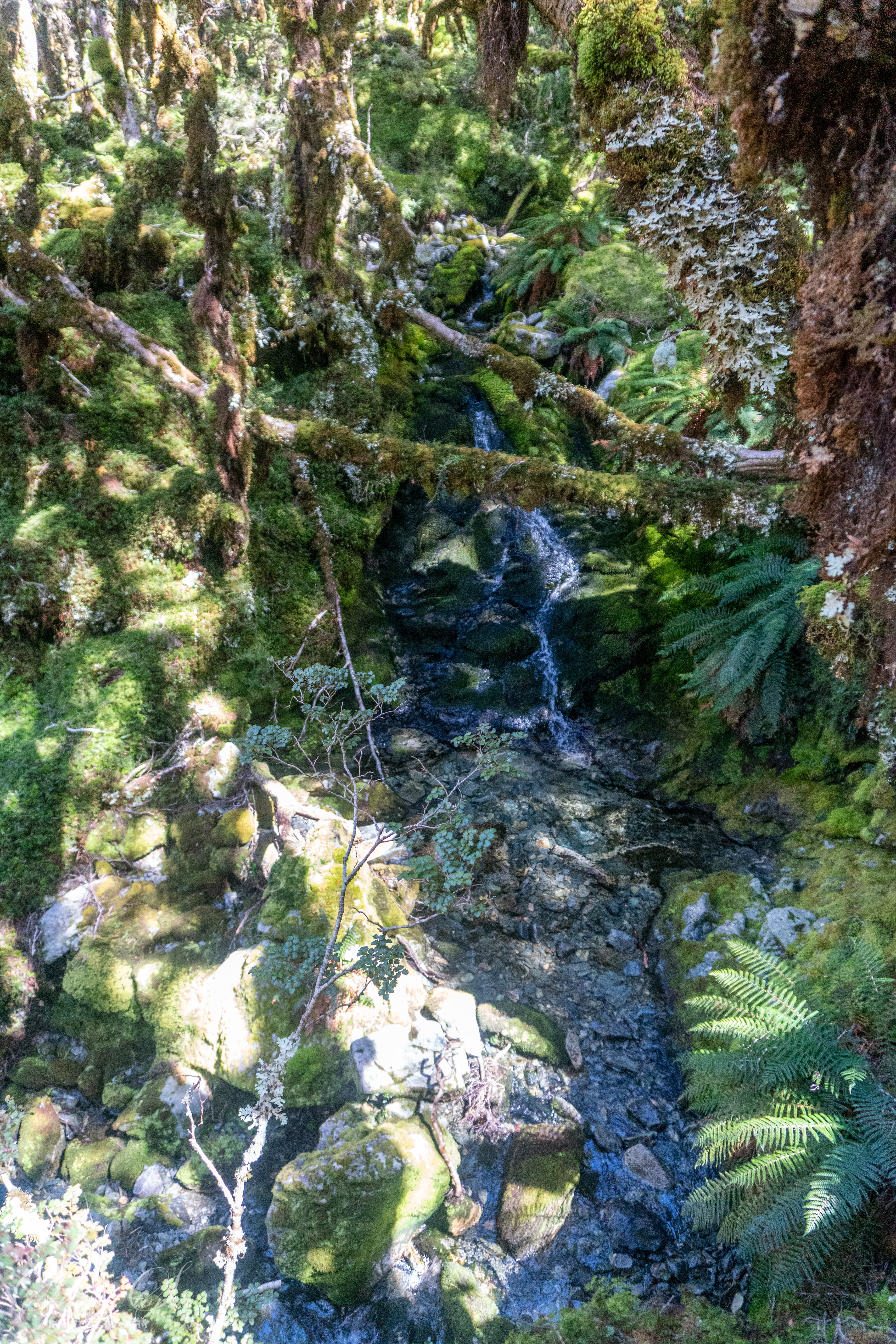 Magical creek in the forest