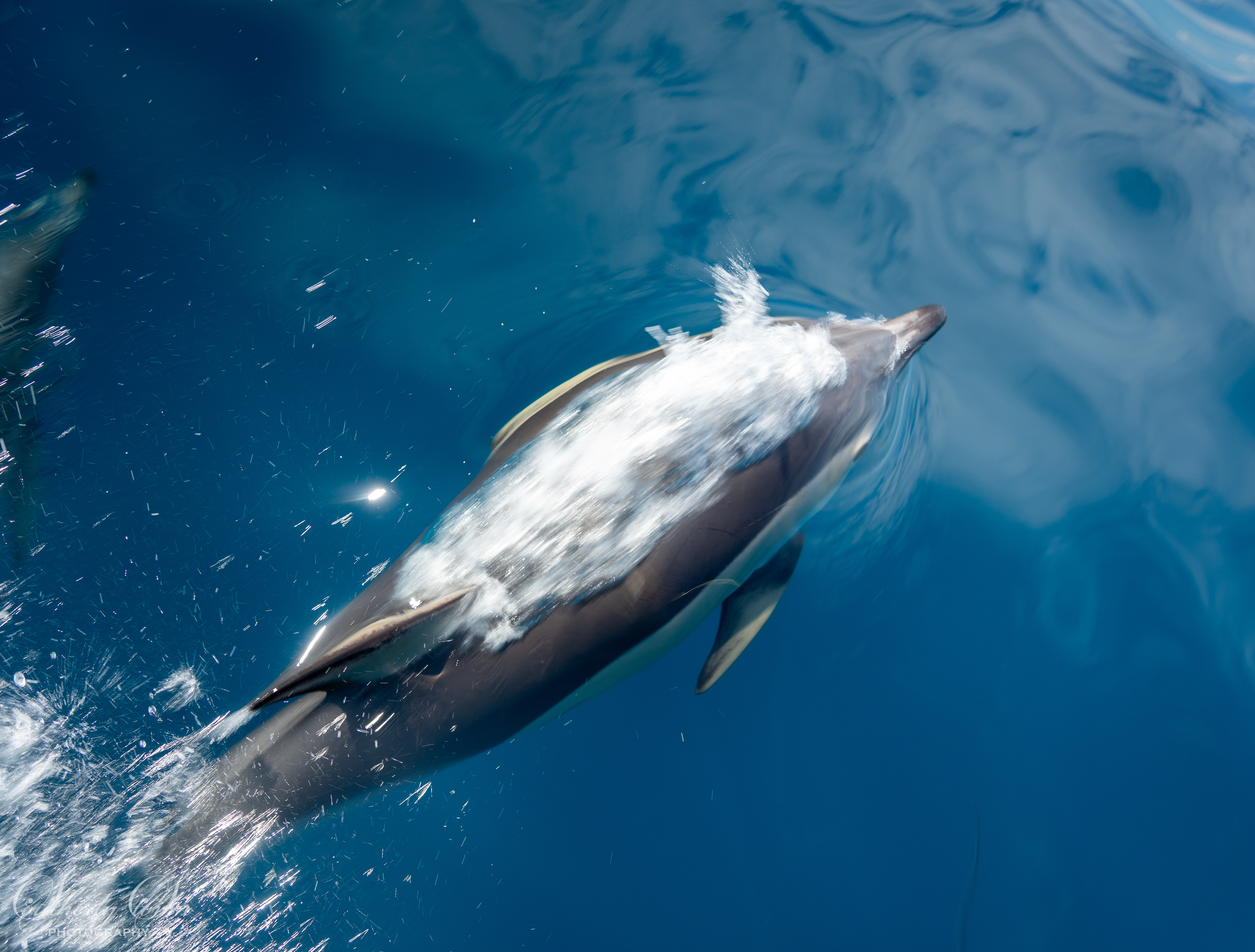 Dolphin at the surface