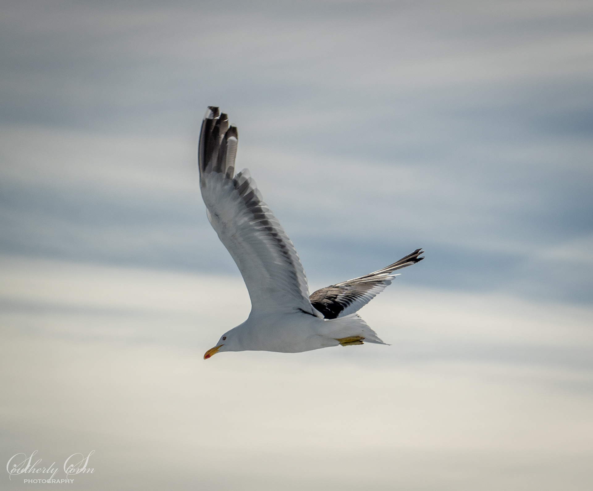Kelp gull in flight