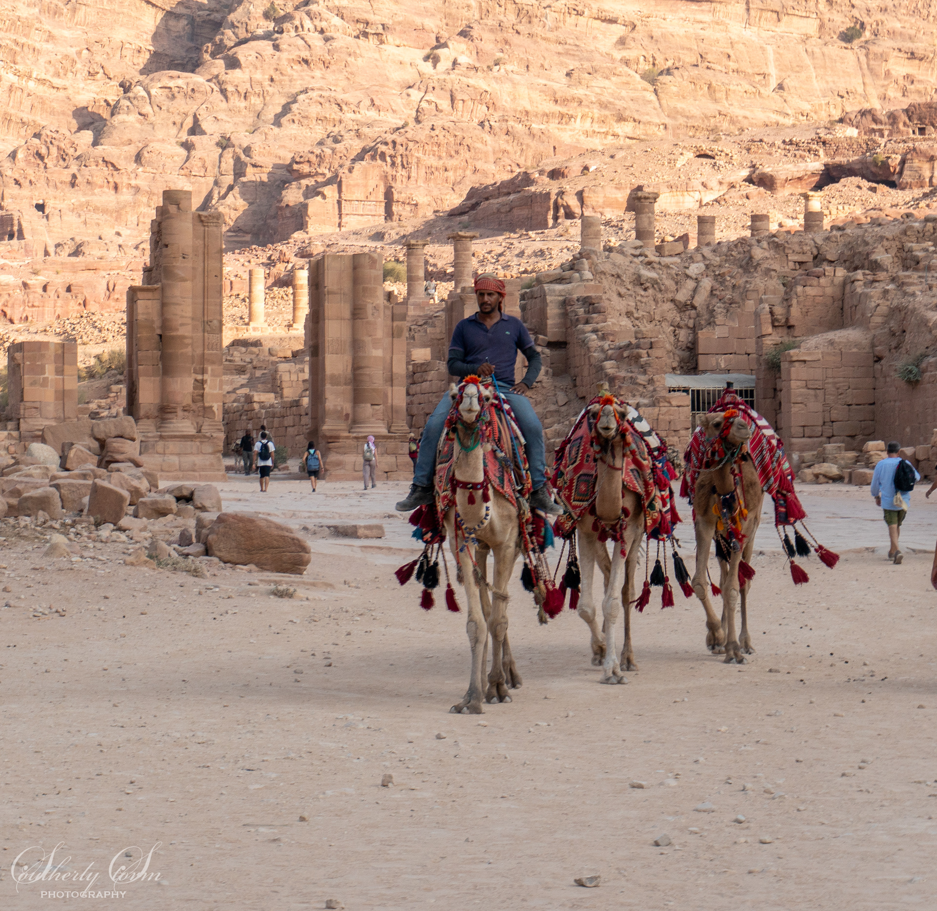 Camels in Petra