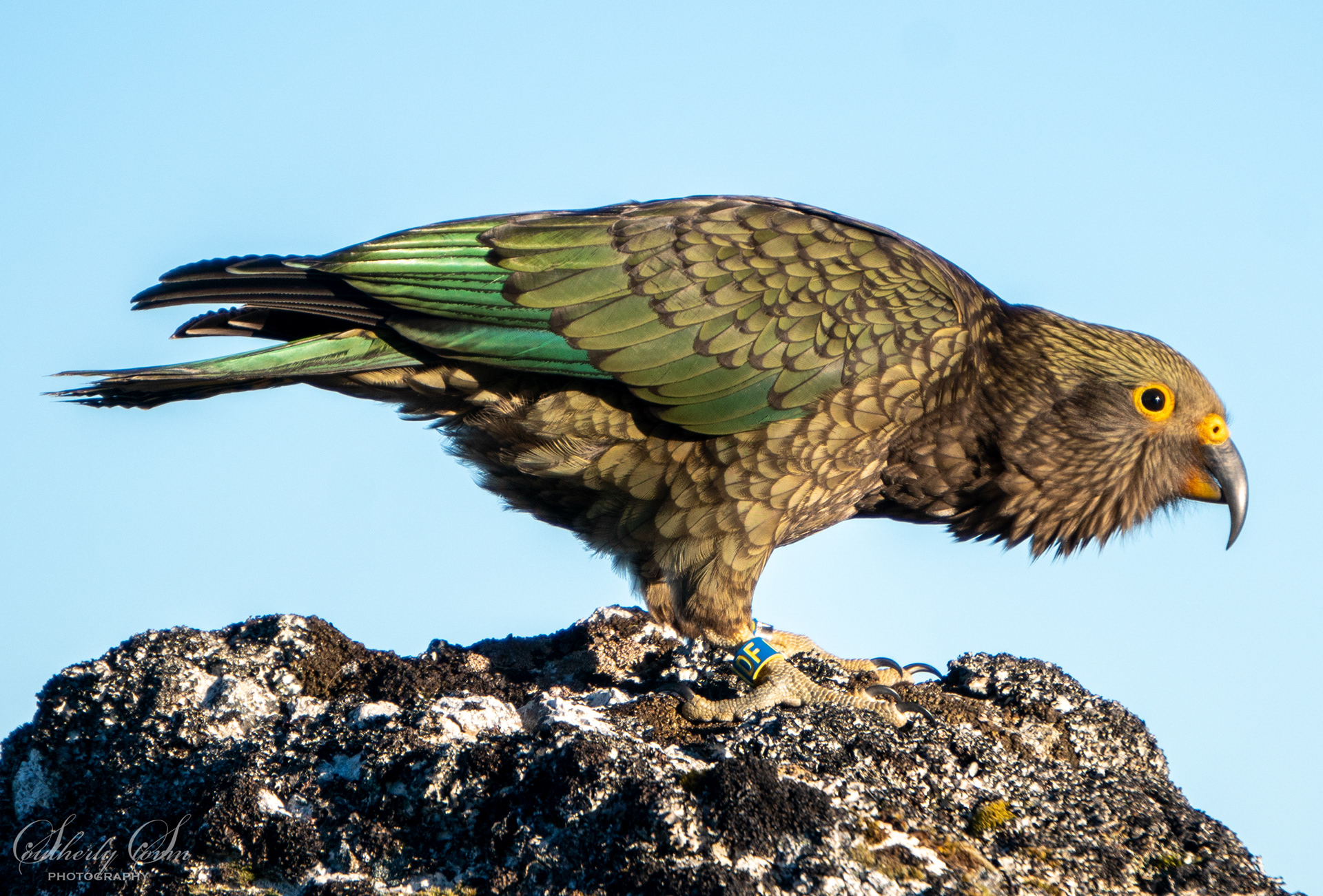 Fledgling kea ready to take flight