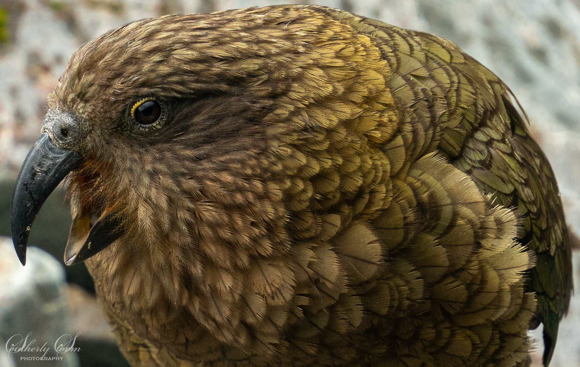 Portrait of a kea