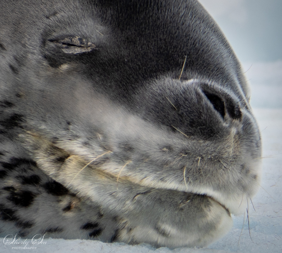 Close up leopard seal face