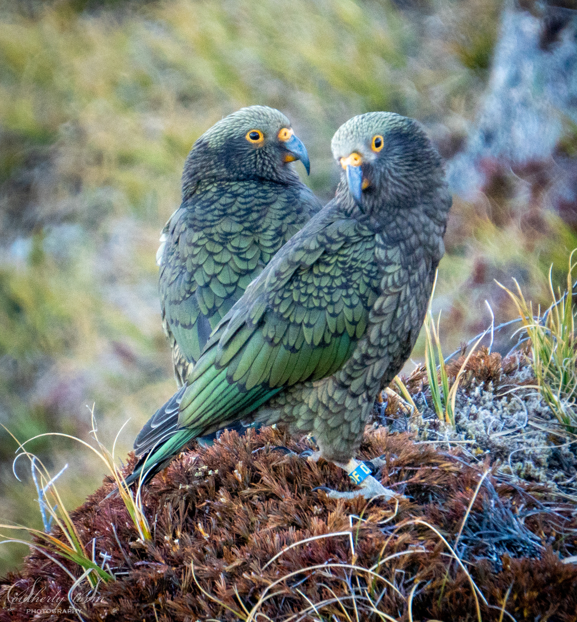 Two fledgling kea