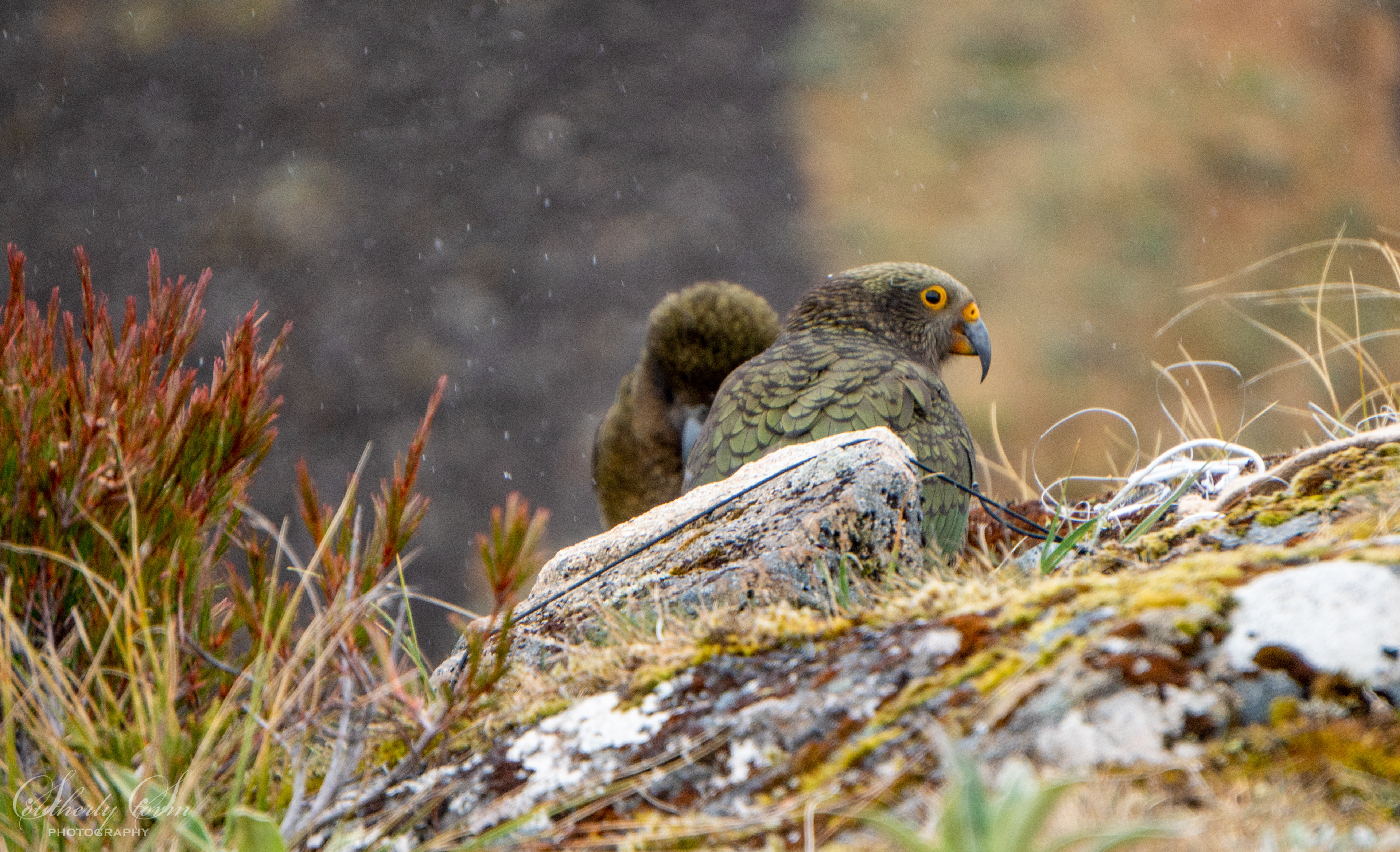 Fledgling kea