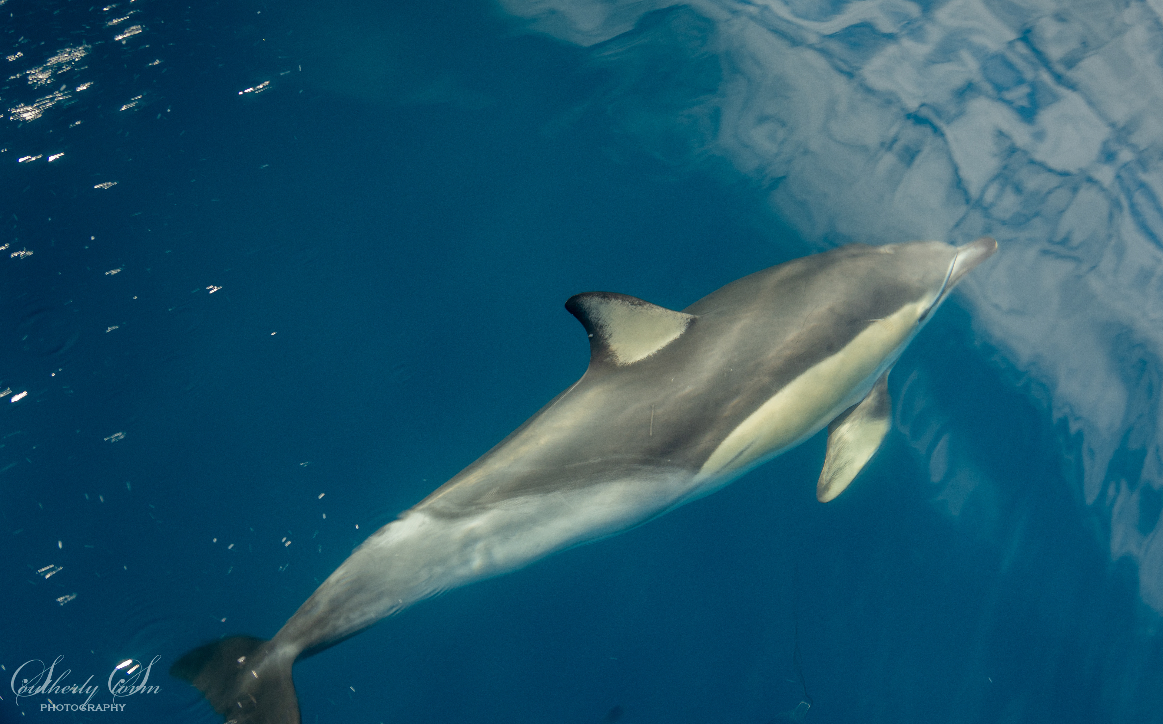 Common dolphin