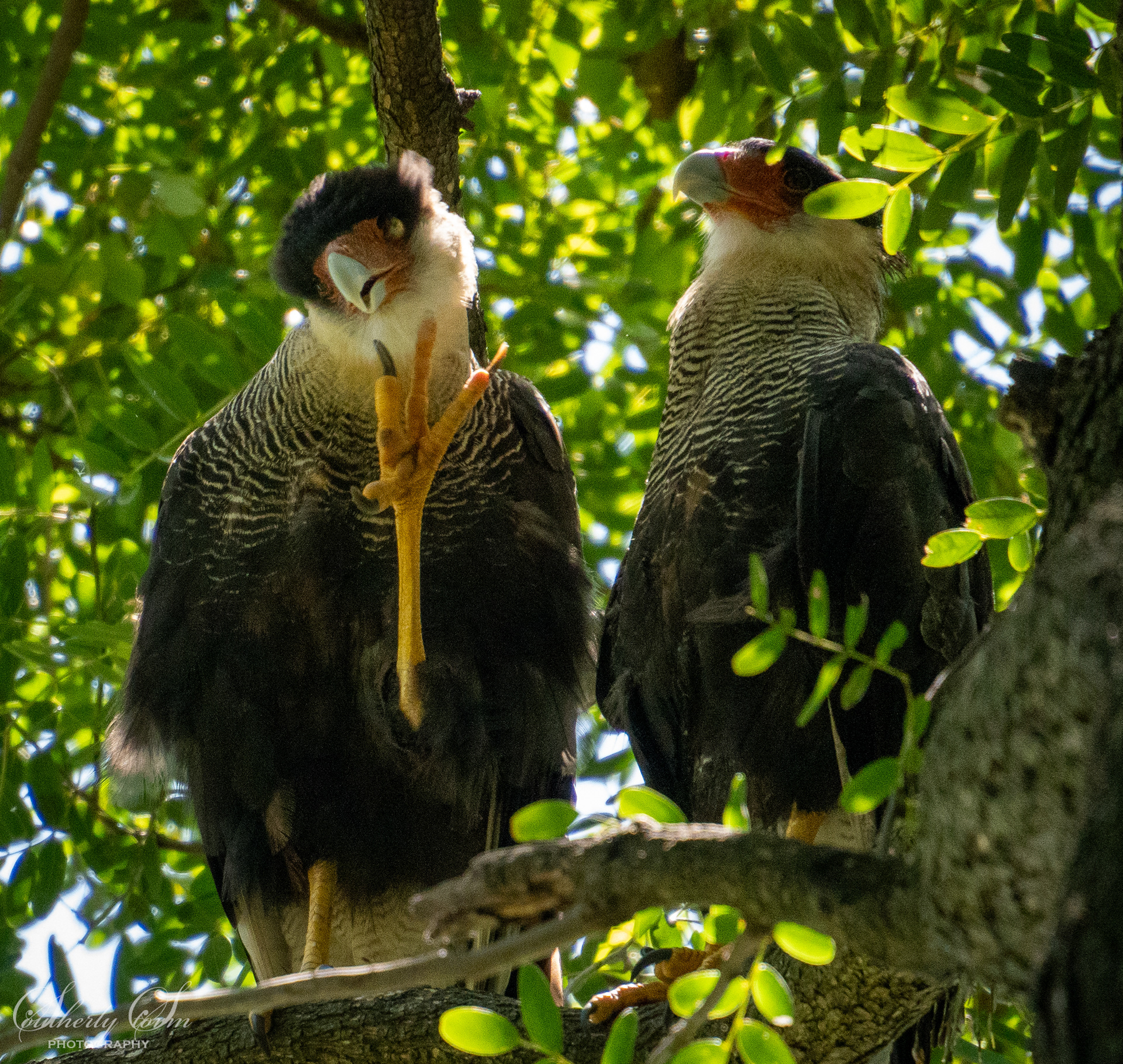 Two Crested Caracara in a tree