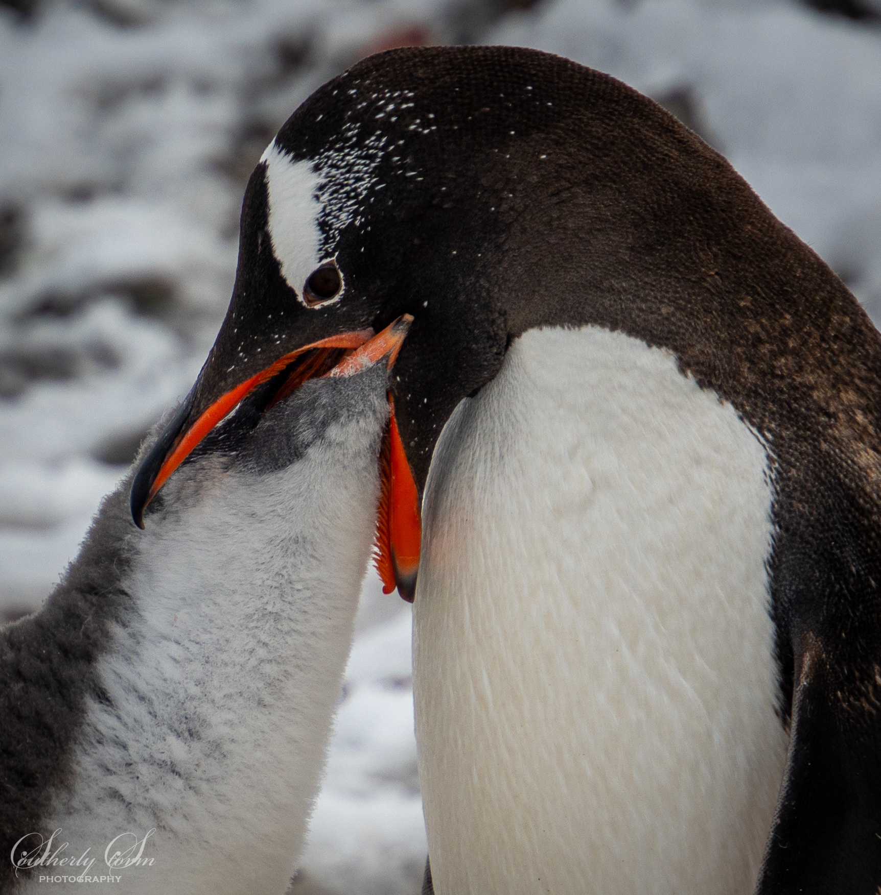 Gentoo penguin feeding it's chick