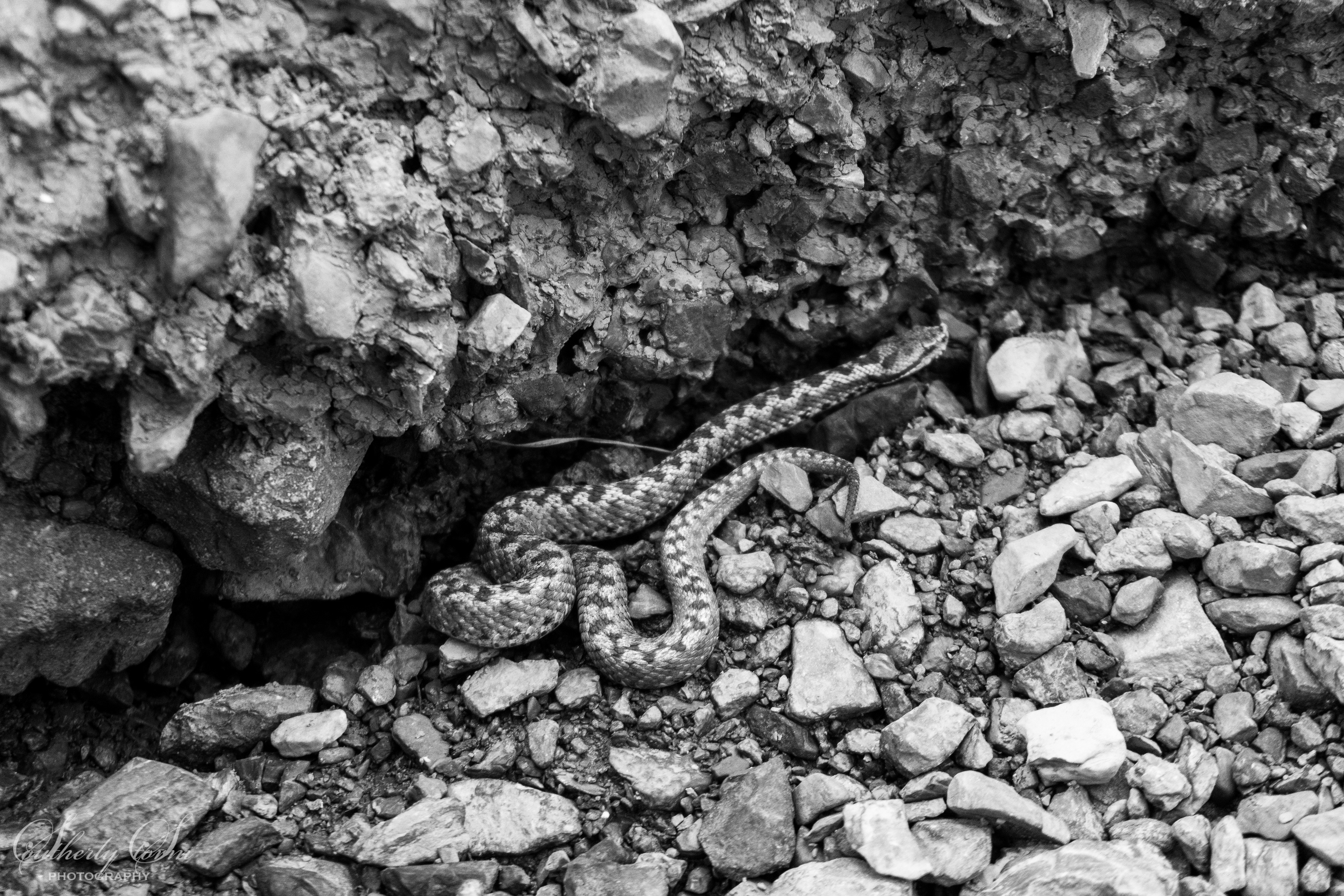 Black and white photo of a snake in Morocco