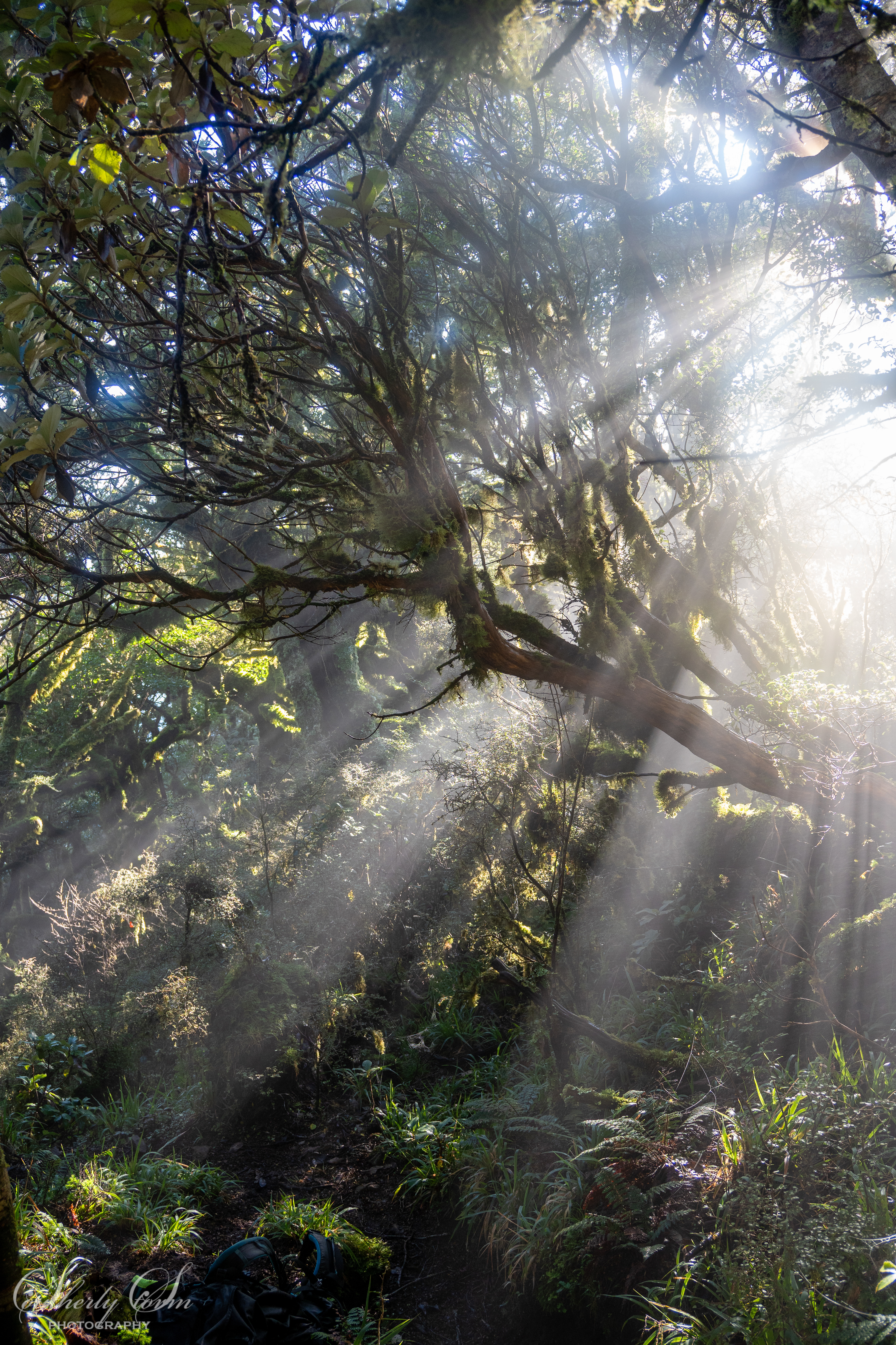 Sun through the trees