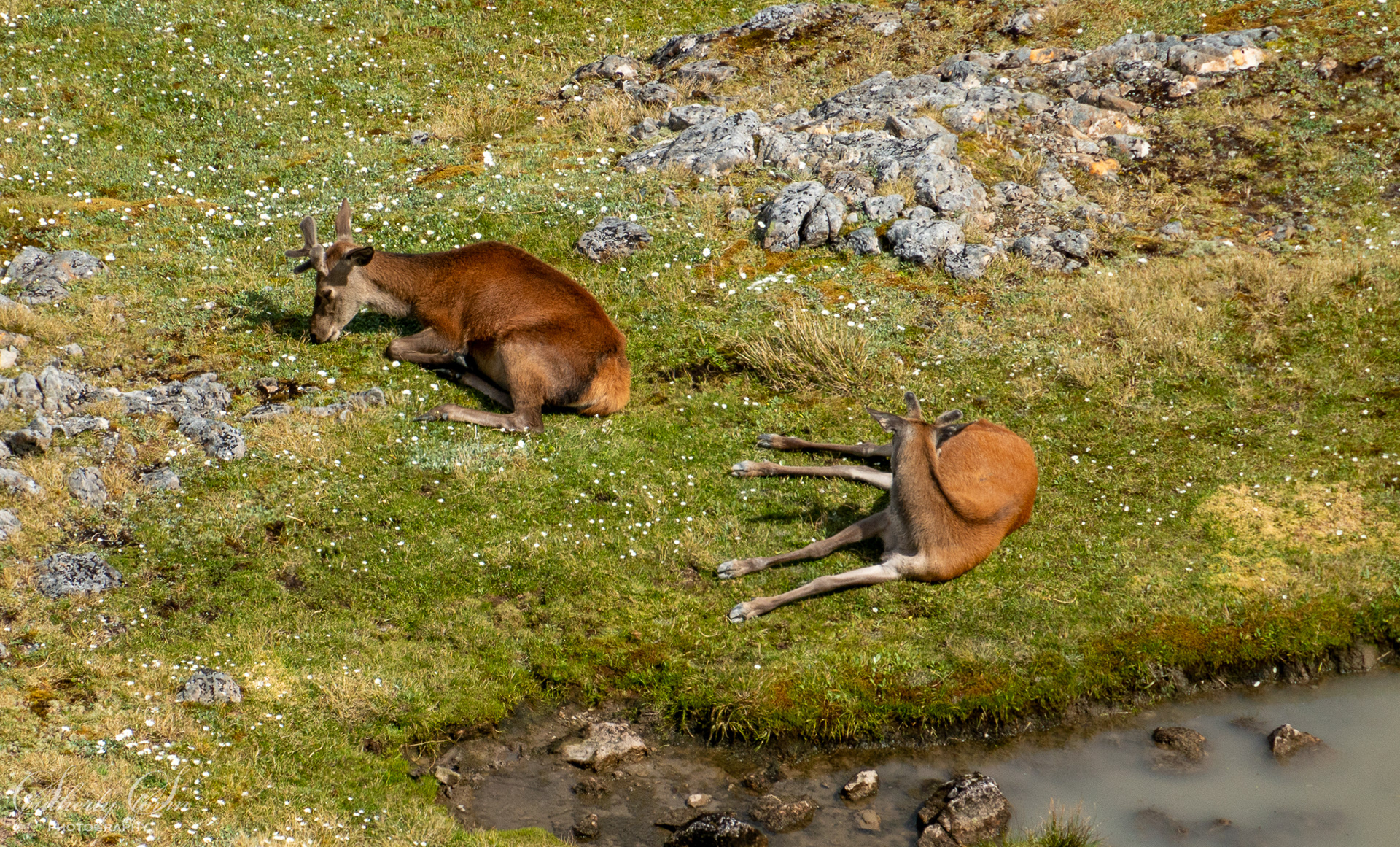 Deer resting and nibbling alpine flowers