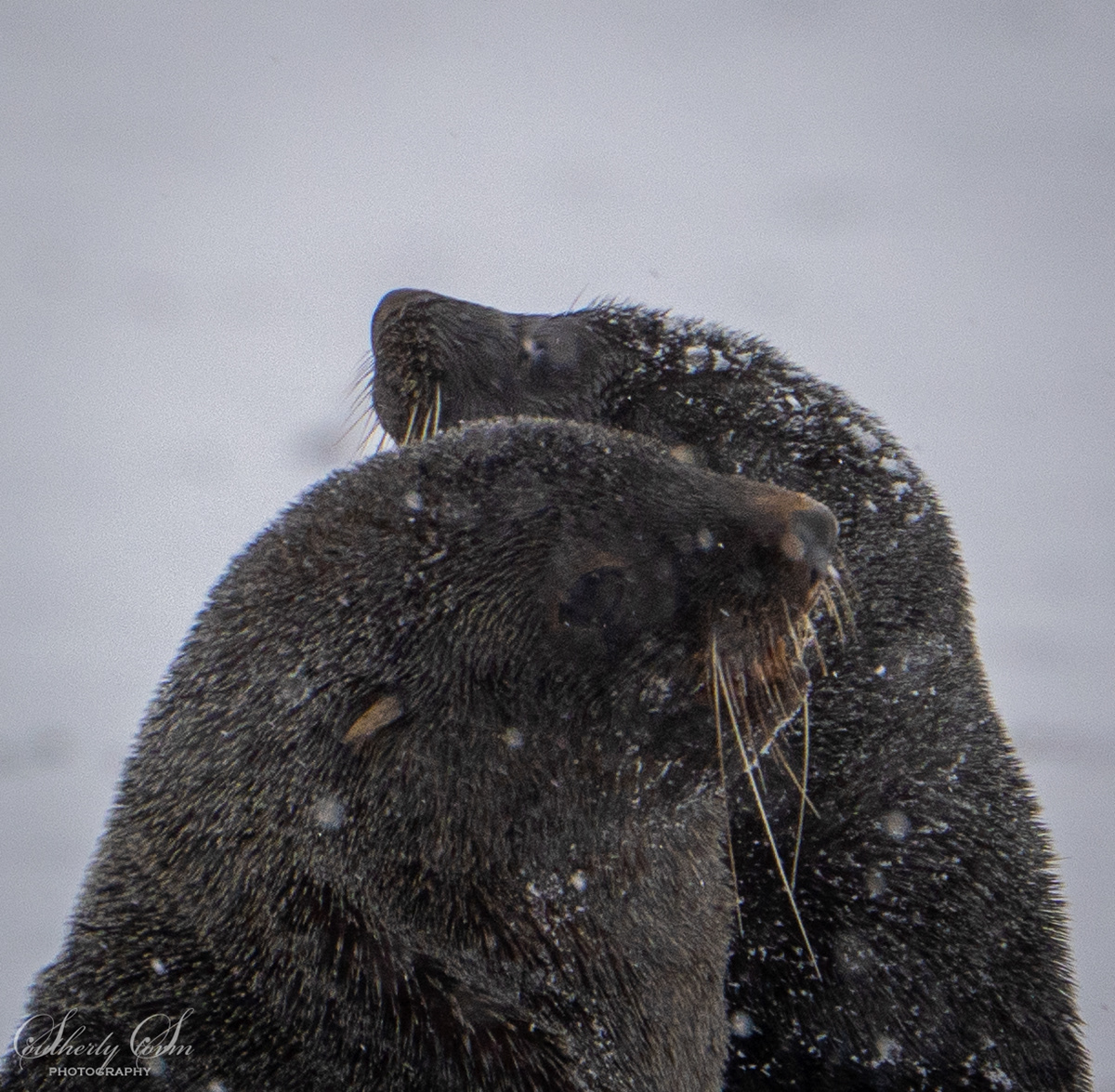 Snow fur seals
