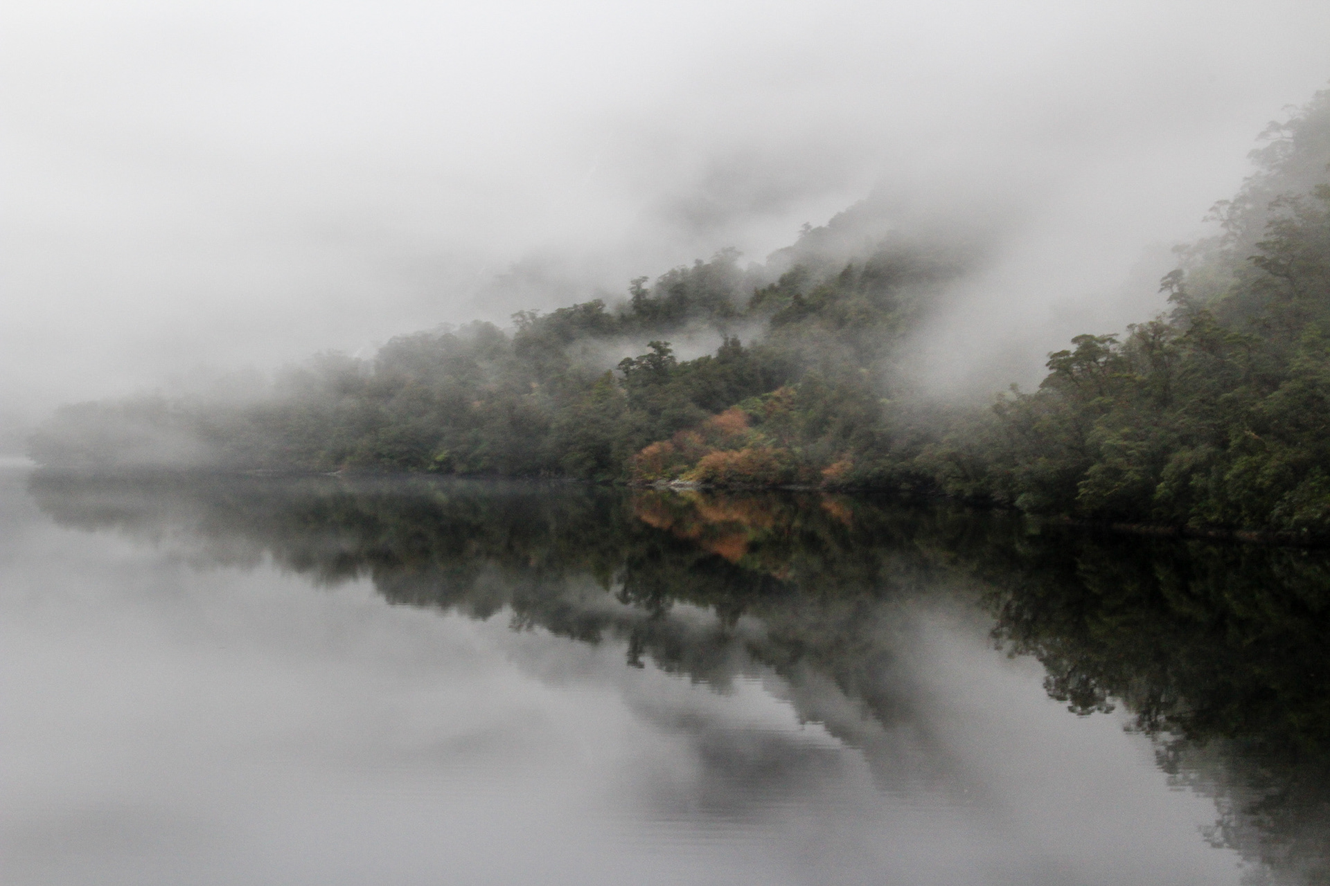 Forest reflections in Dusky Sound