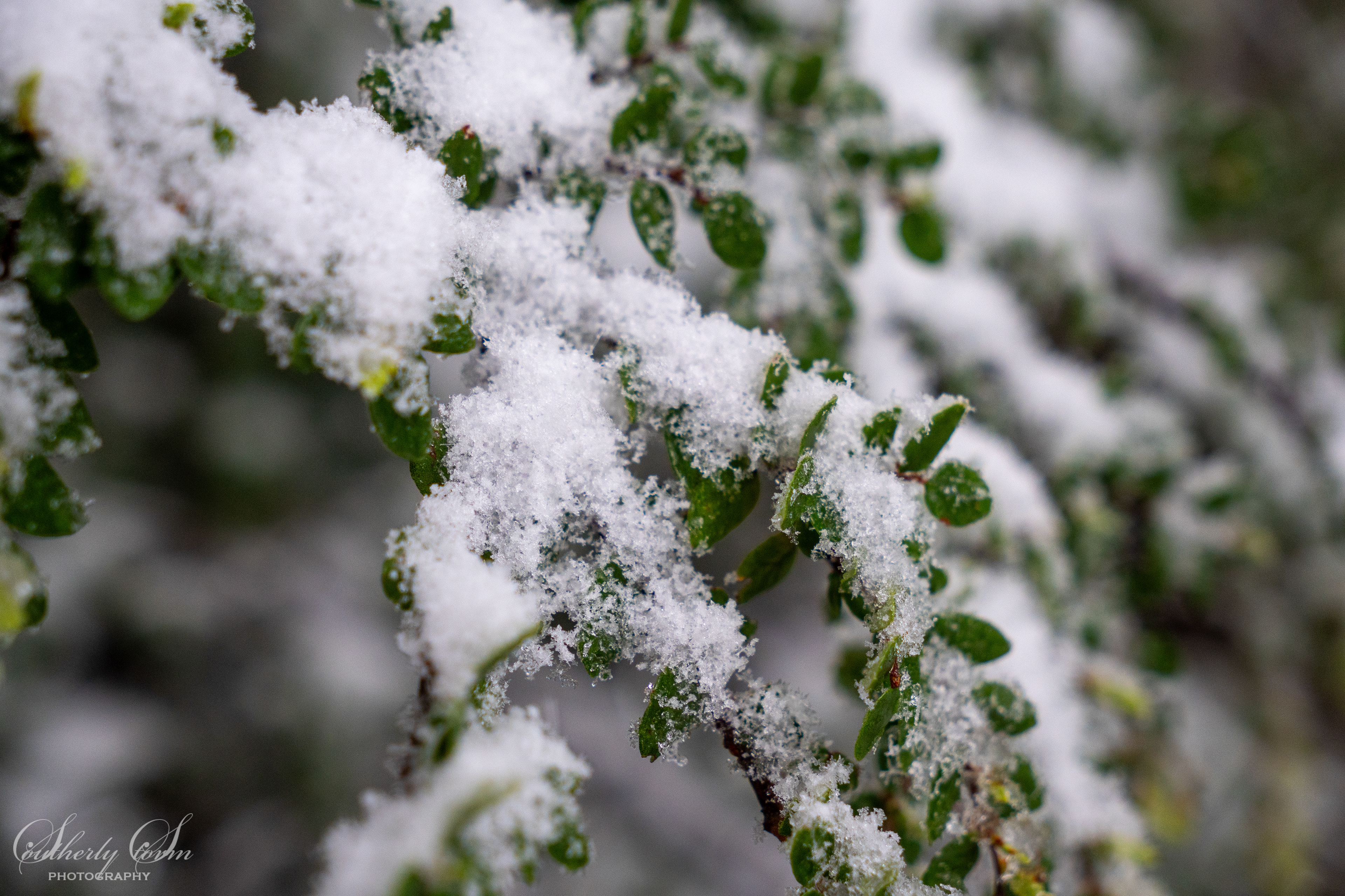Snow on beech leaves