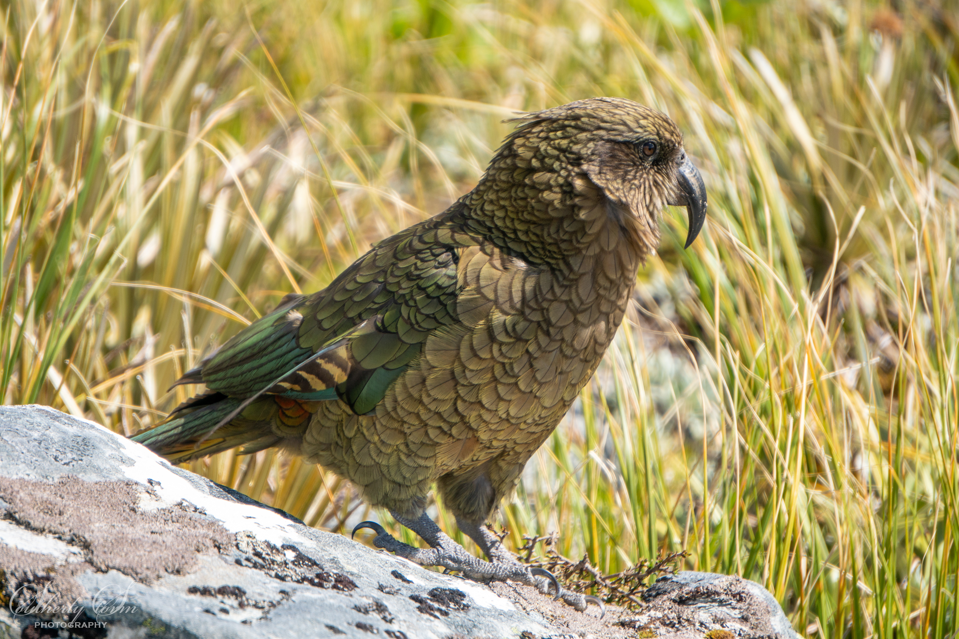 Male Kea