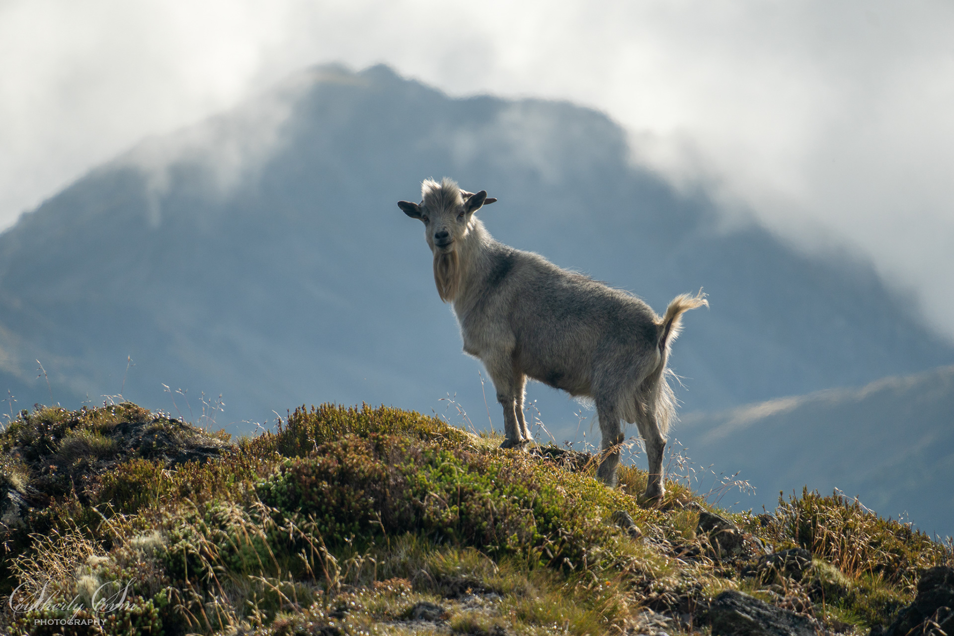 Goat in Kahurangi national park