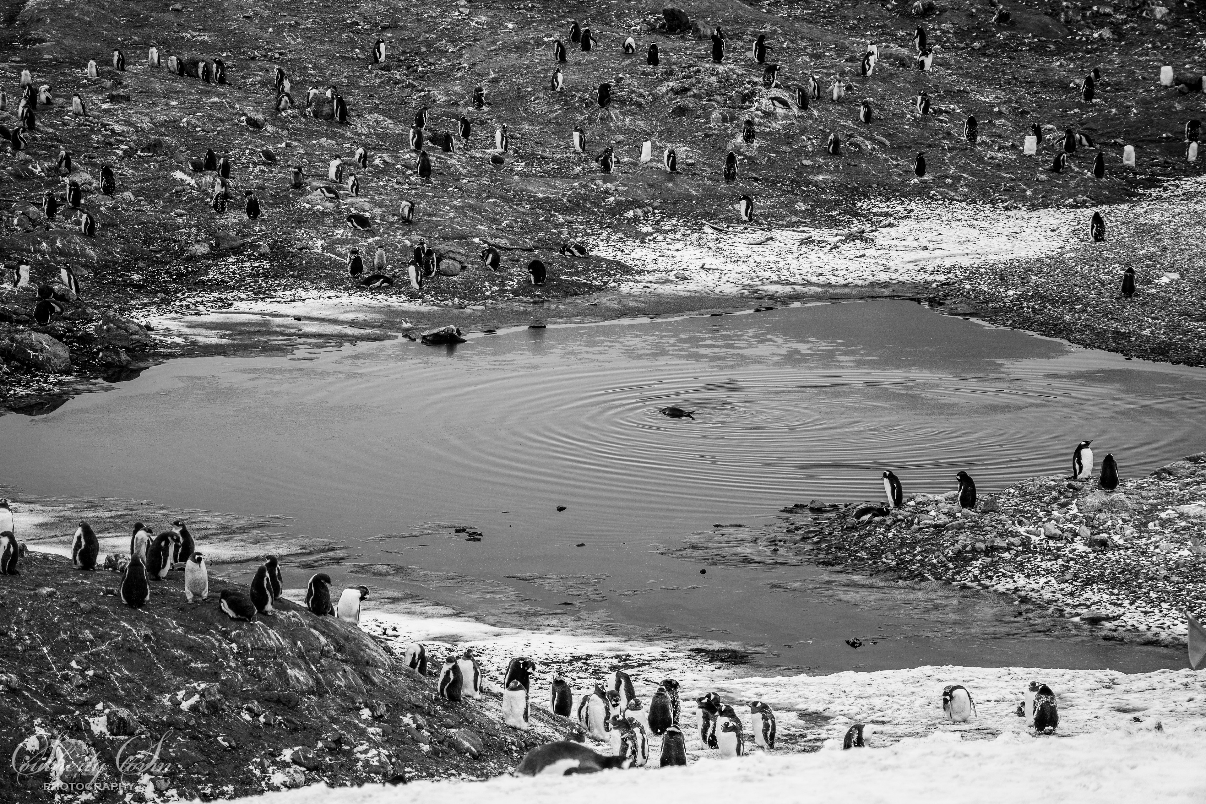 Black and white penguin colony