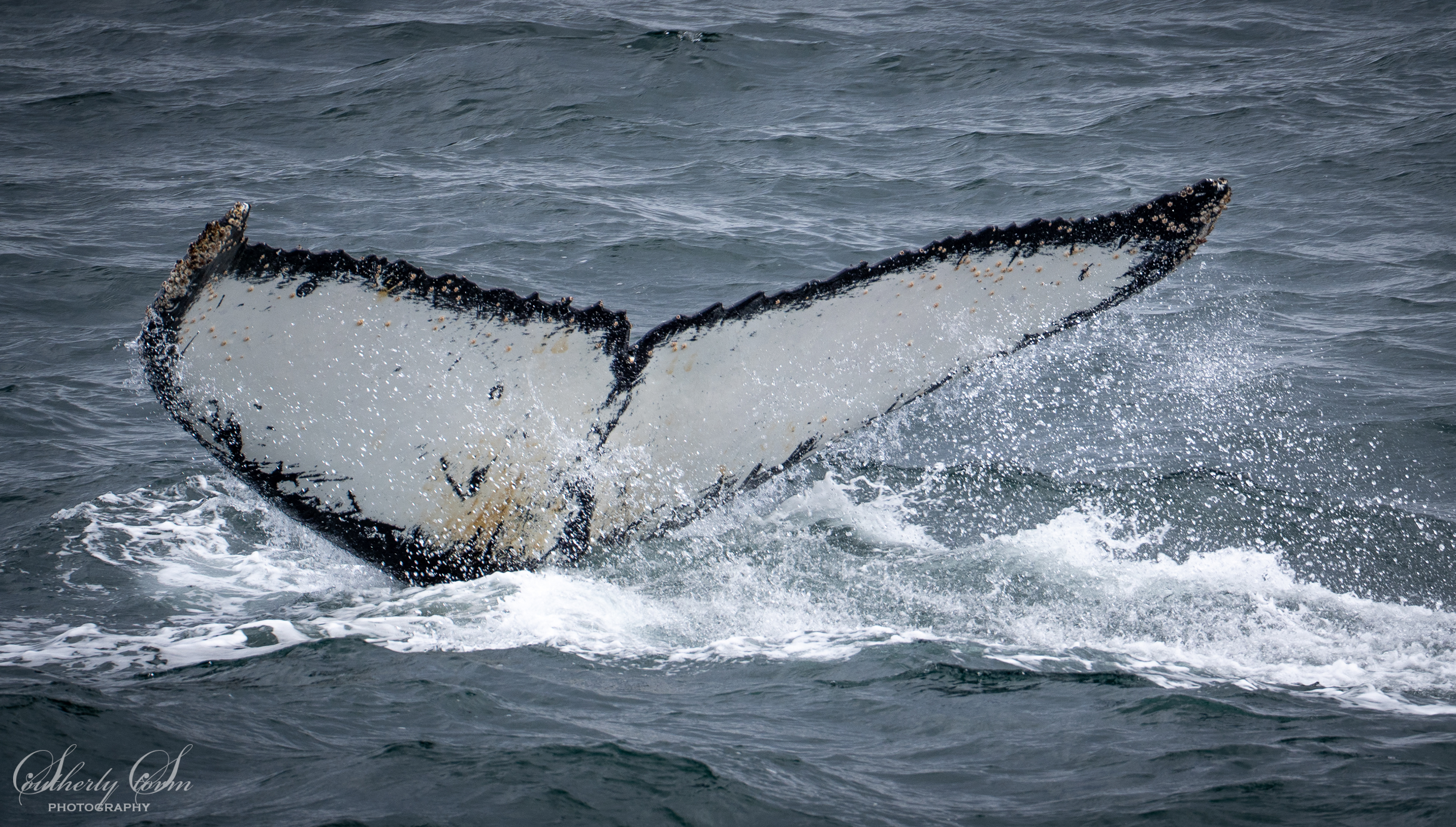 Whale fluke
