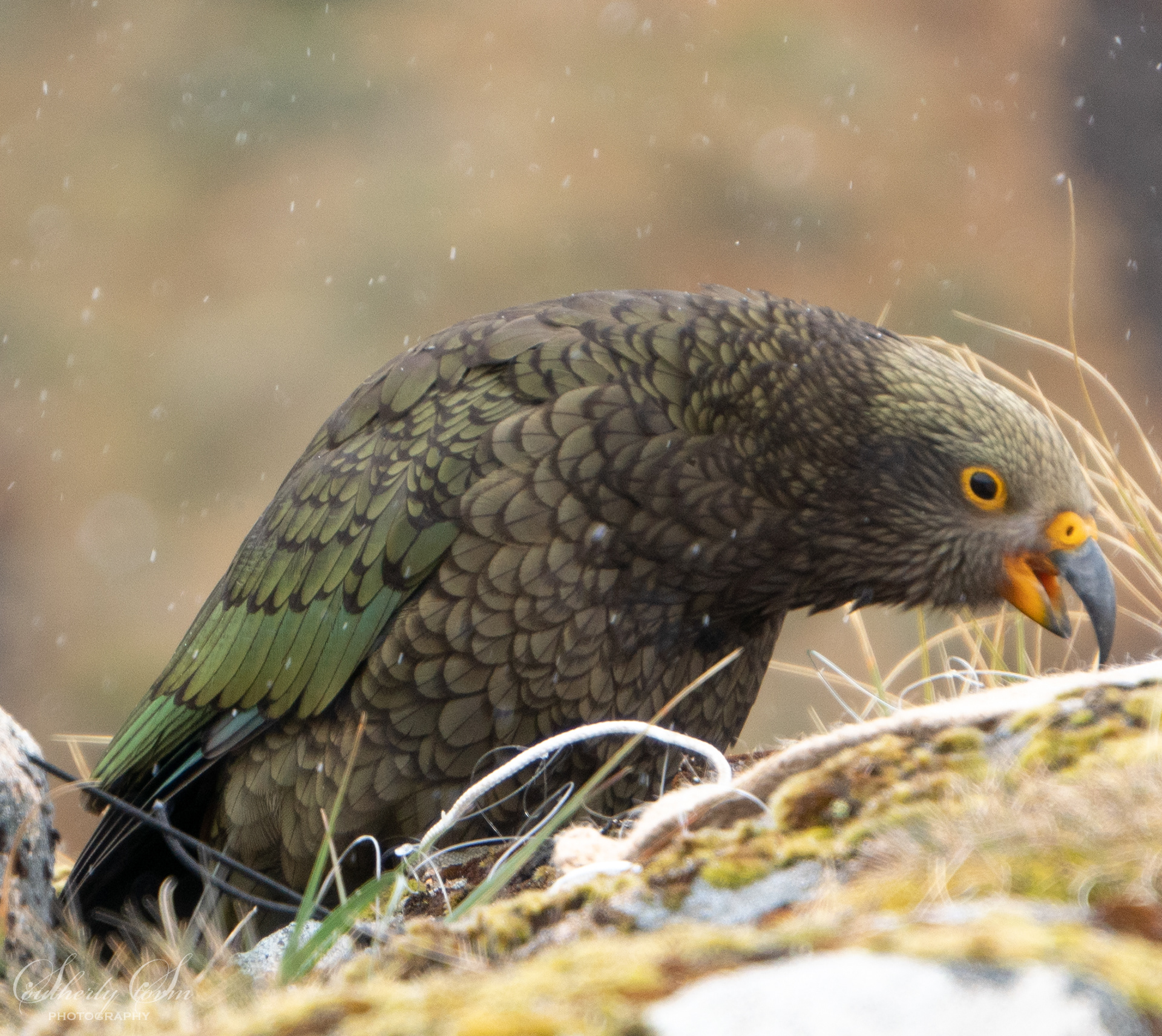 Fledgling kea investigates