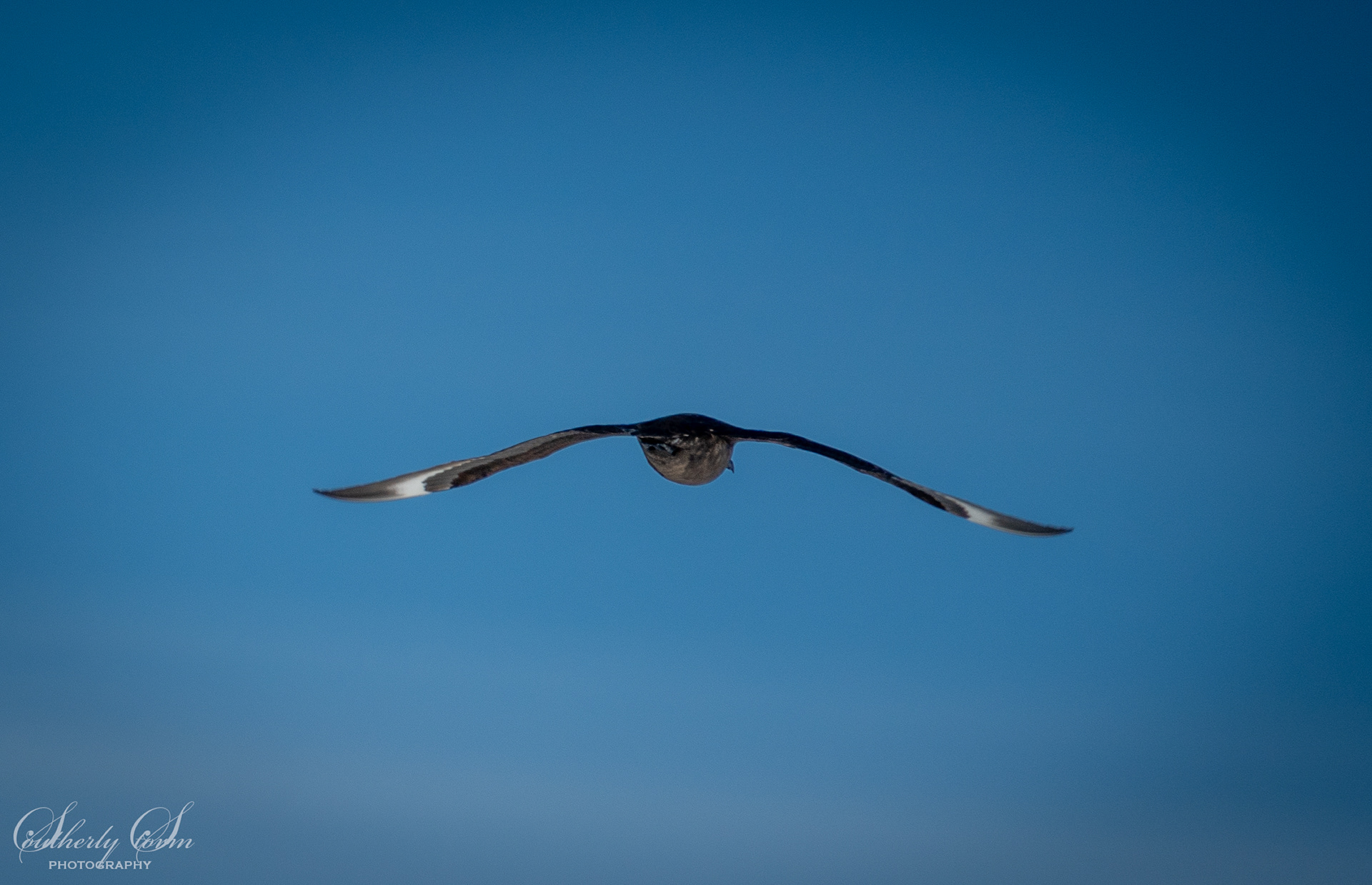 Skua in flight
