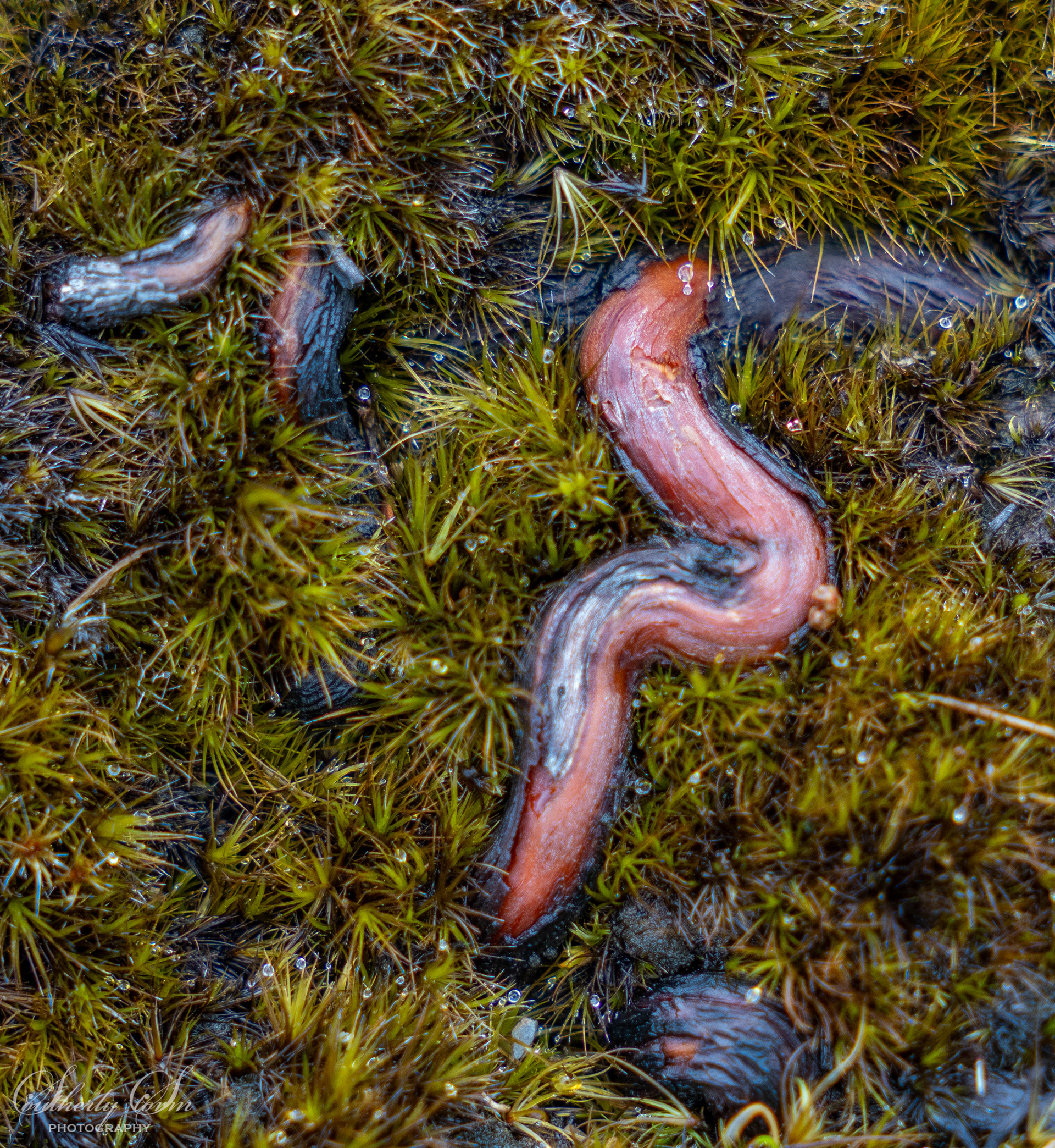 Snake-like root, sugarloaf pass
