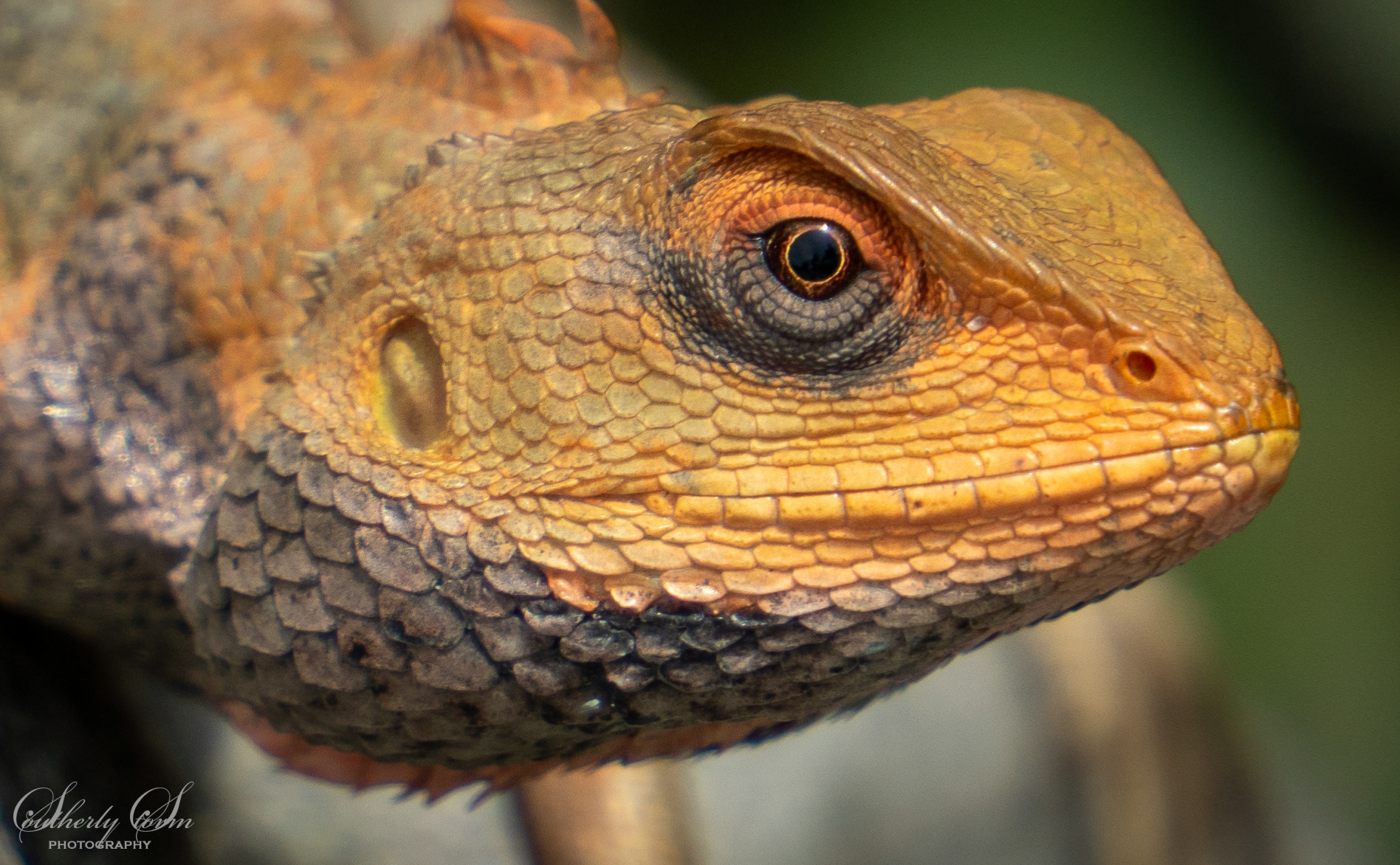 Close up of lizard