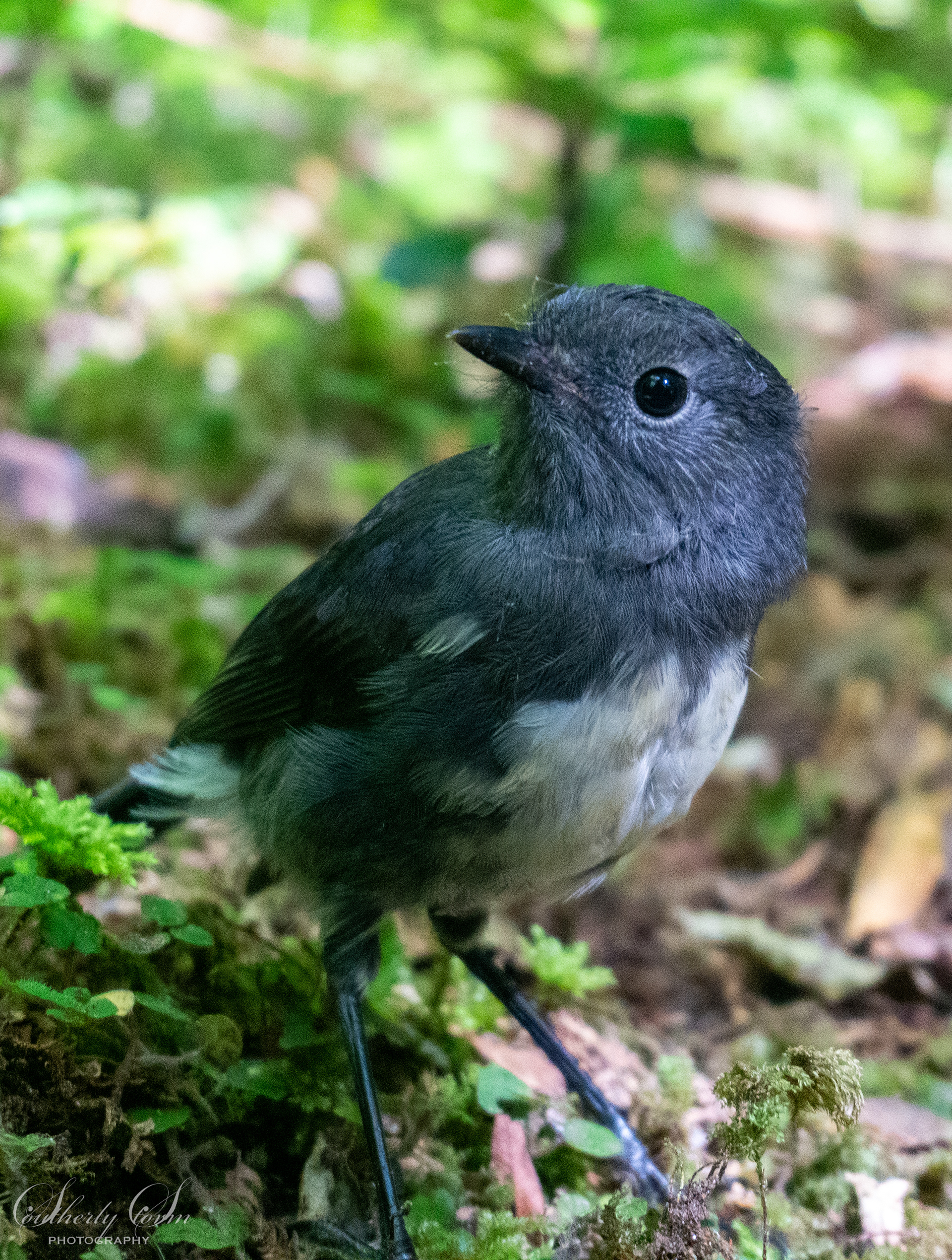 South Island Robin