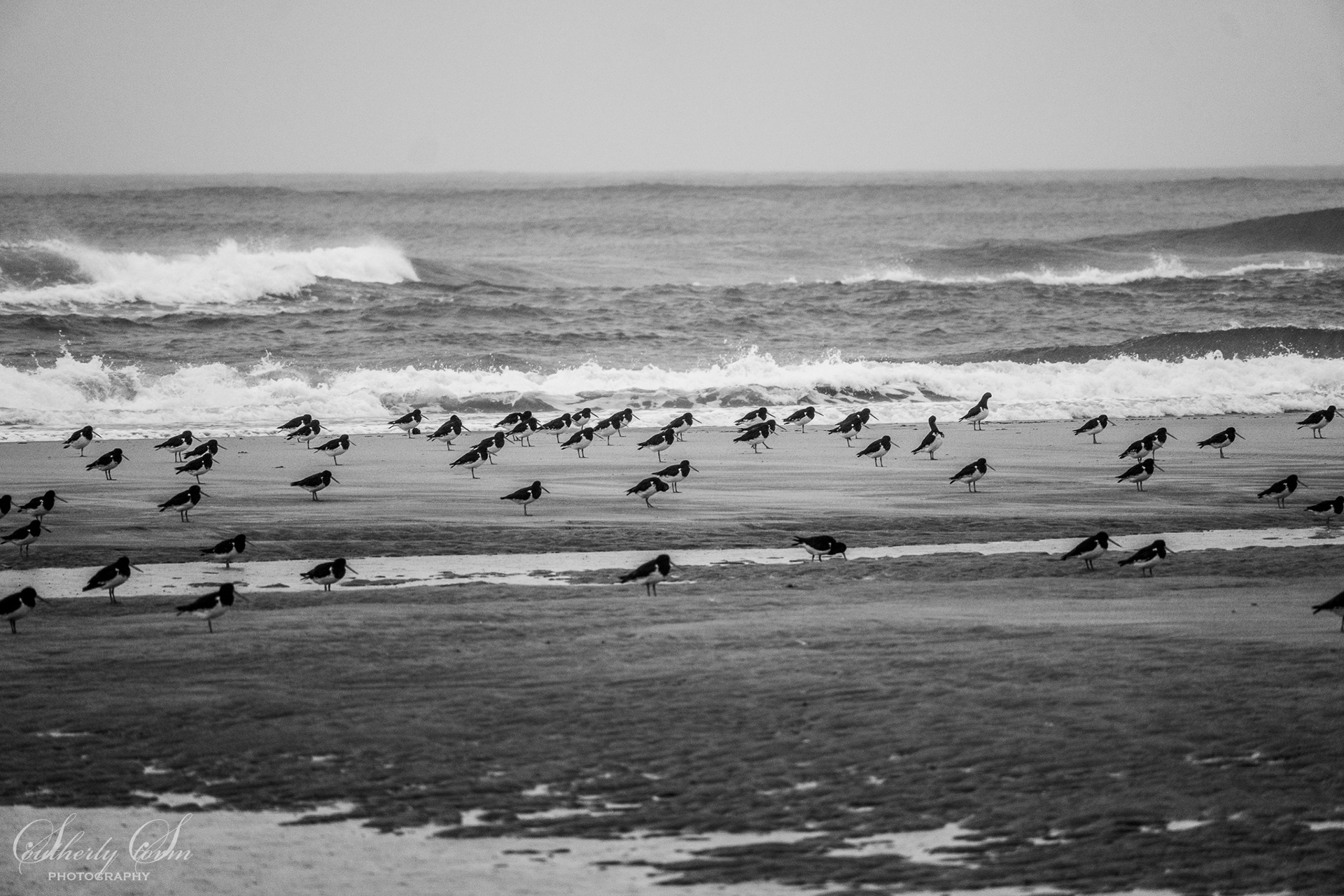 Pied Oystercatchers black and white