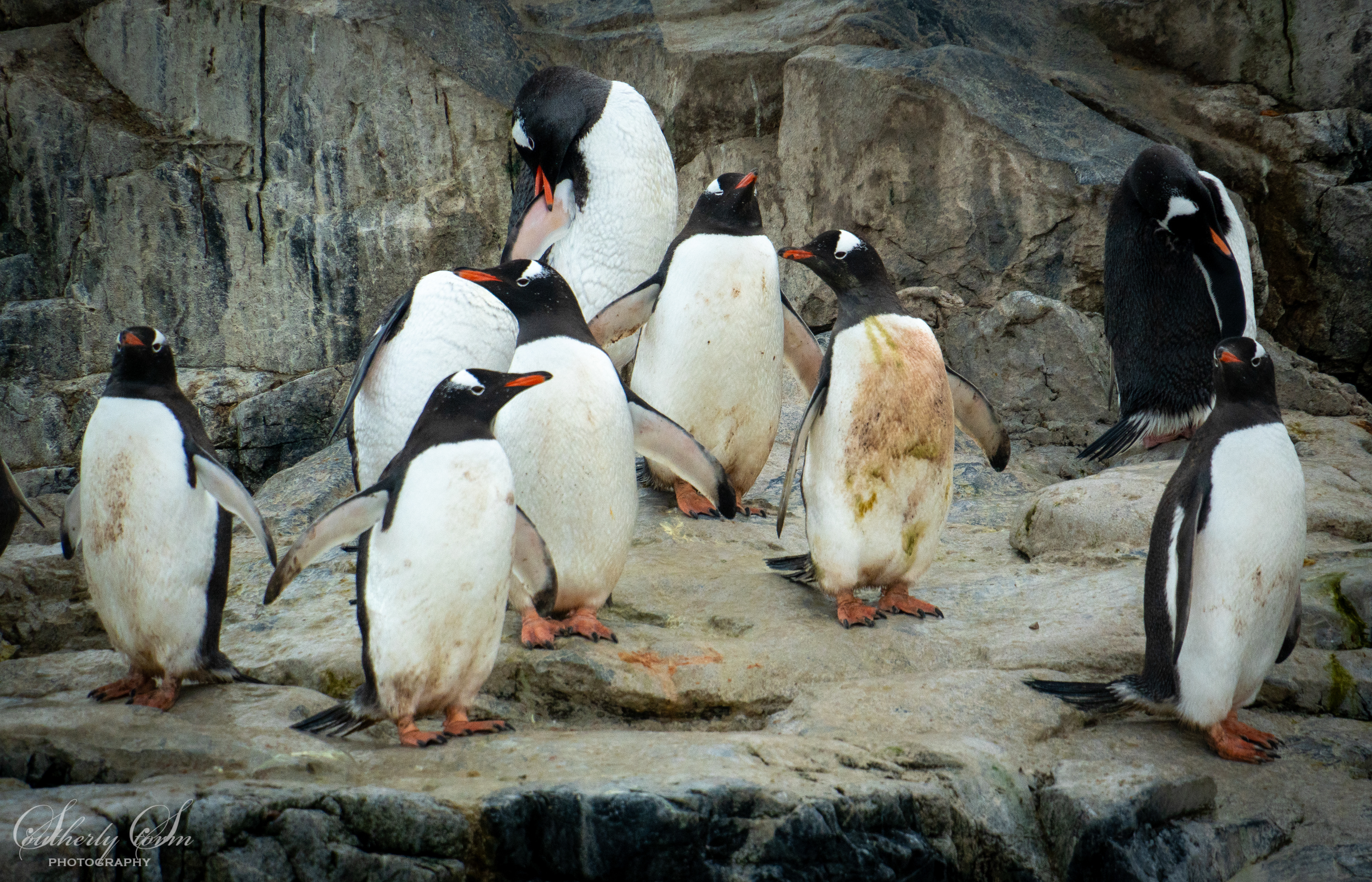 A waddle of gentoo penguins
