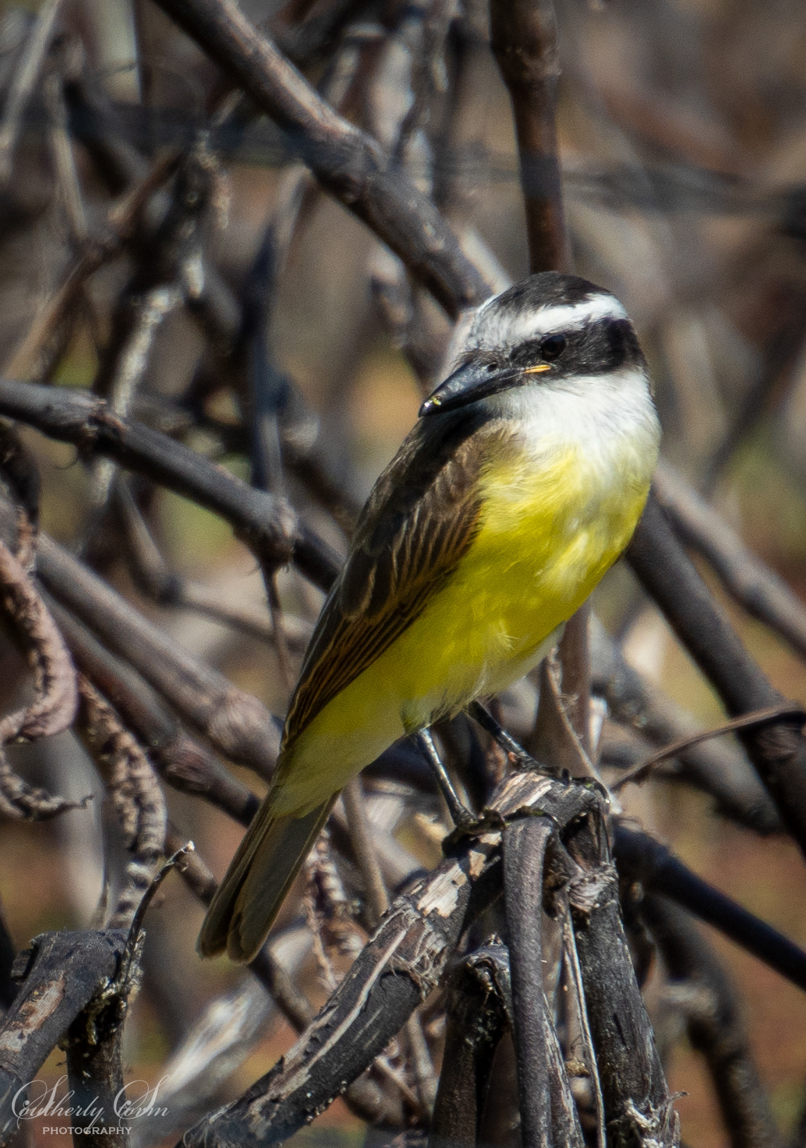 Kiskadee in a tree