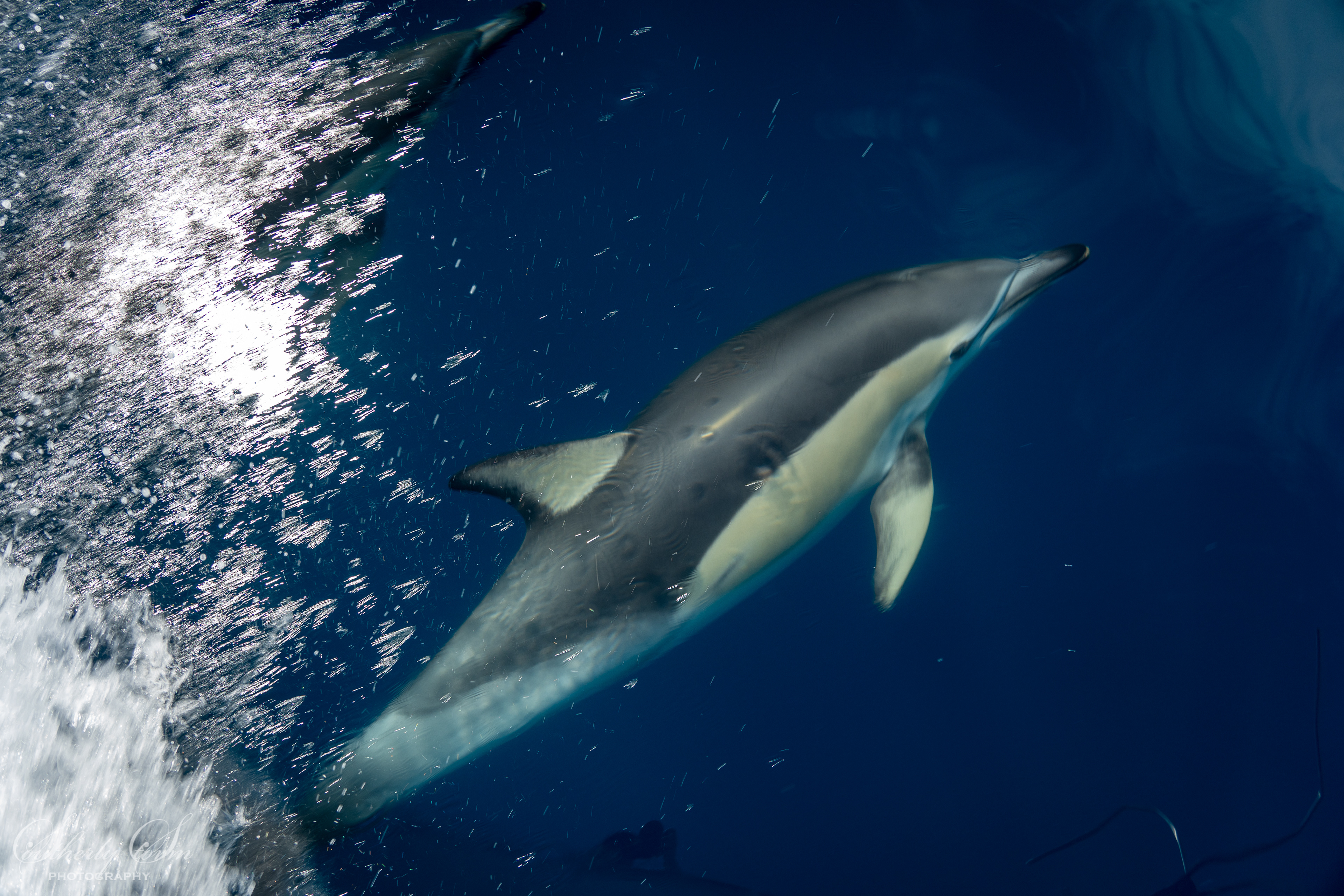 Common Dolphin