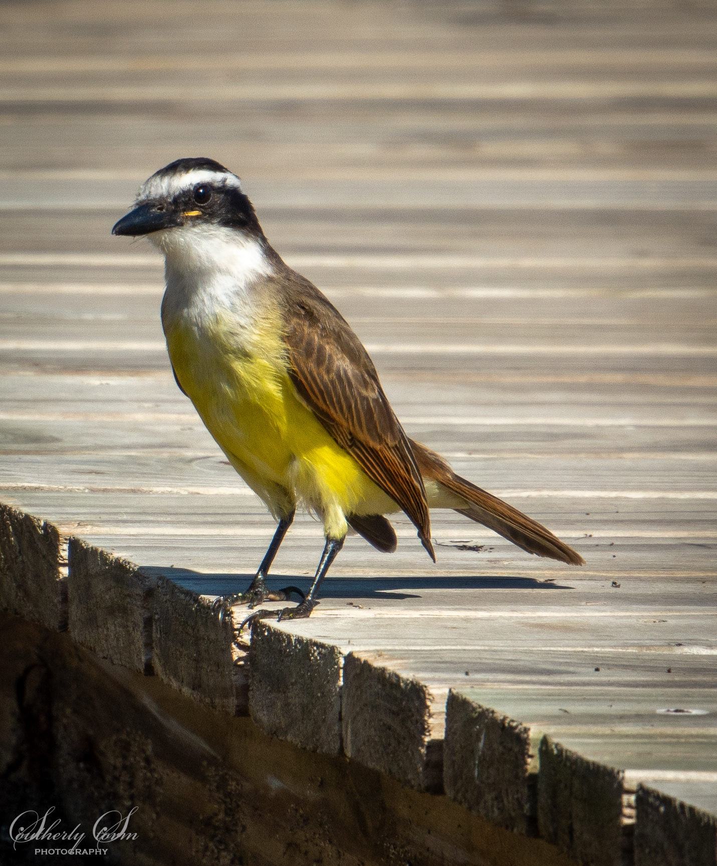 Kiskadee on the edge of the board walk