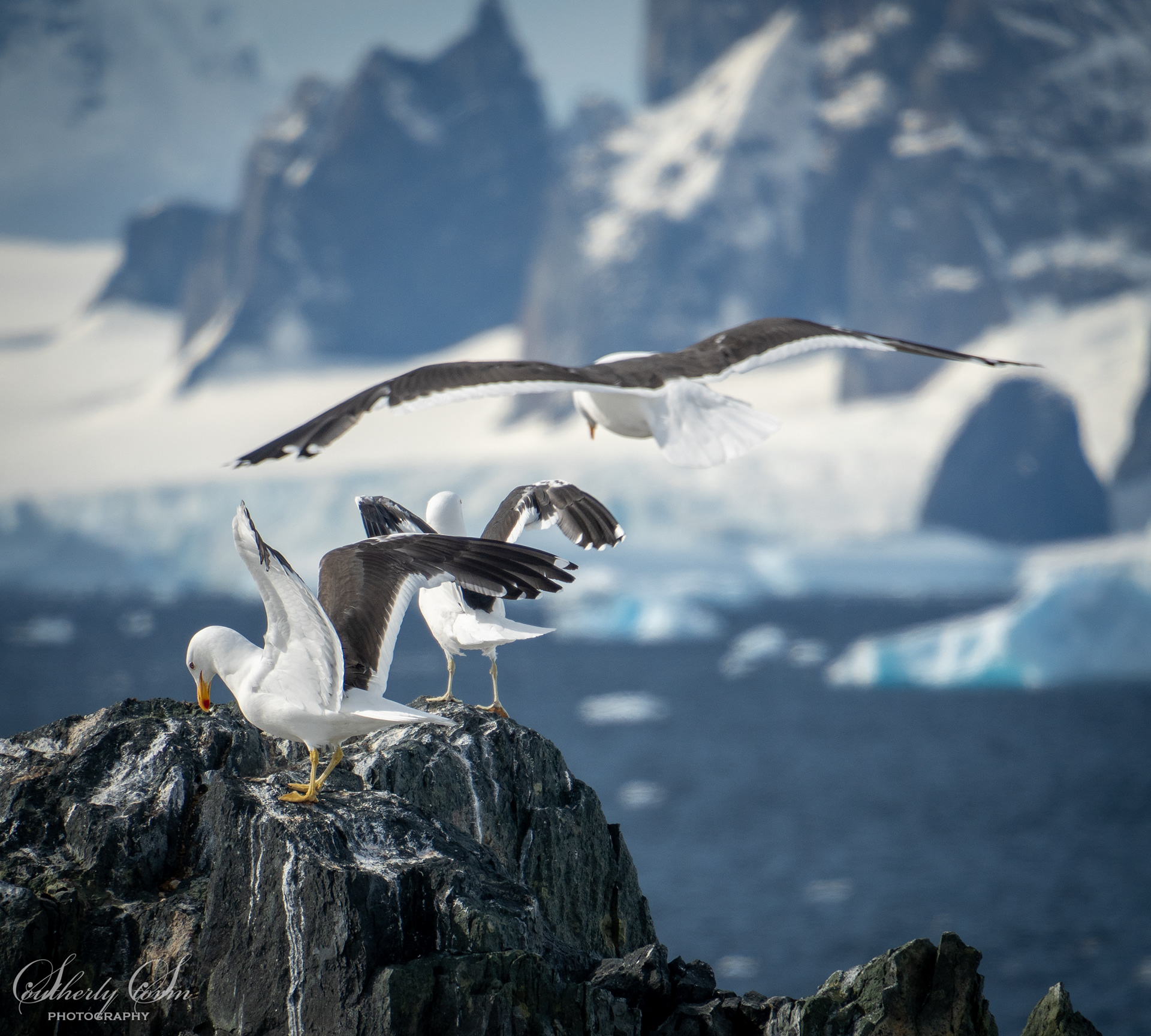Three kelp gulls landing