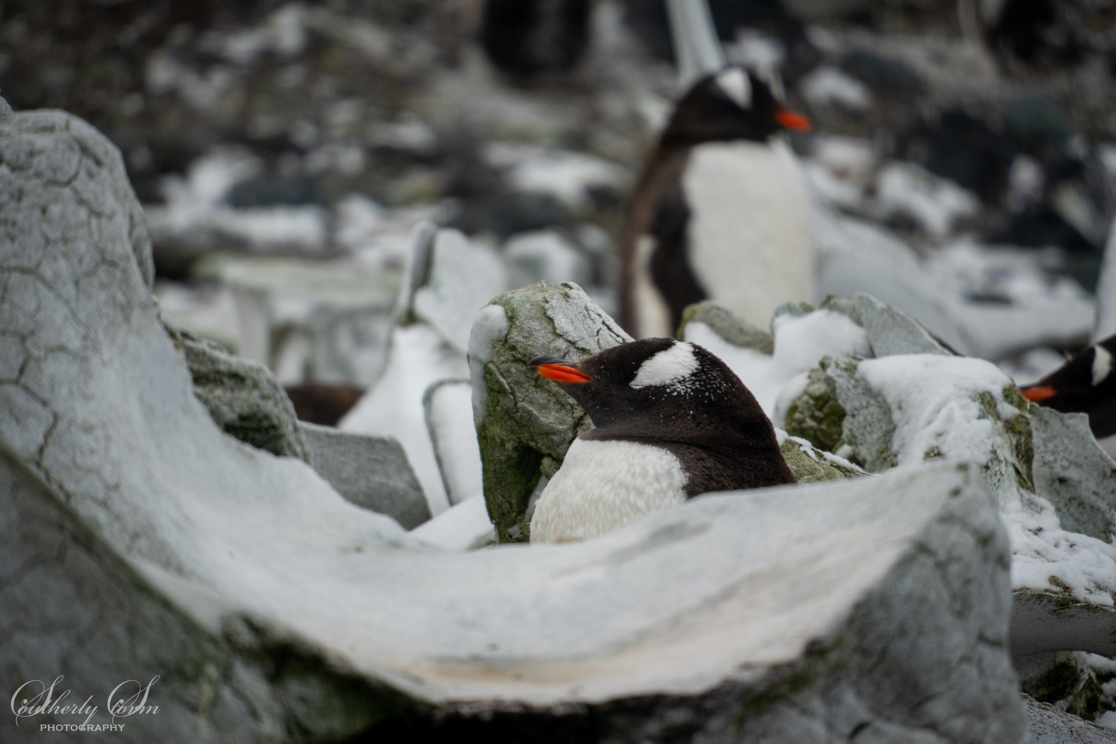 Penguins and whale bones