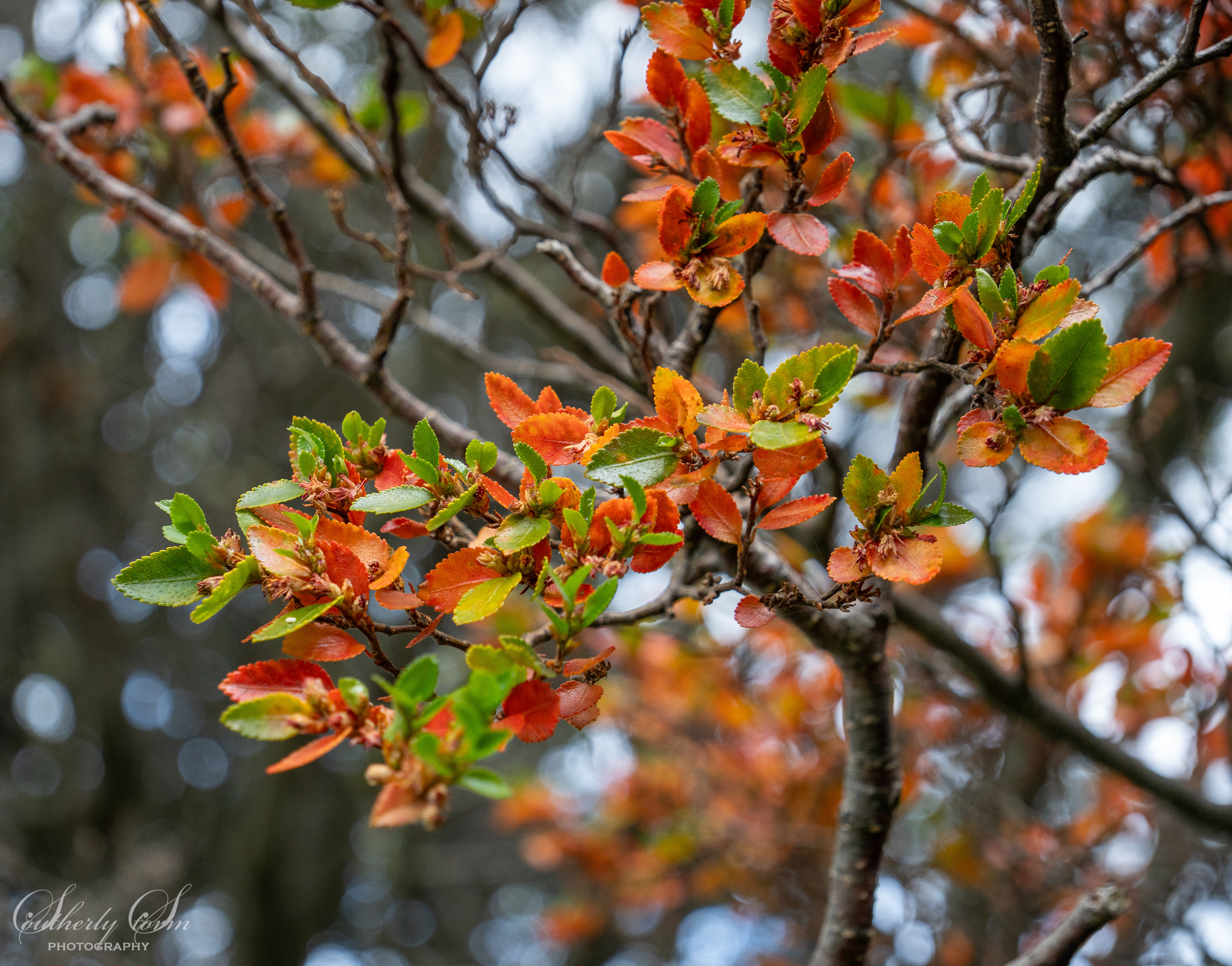 green and orange leaves