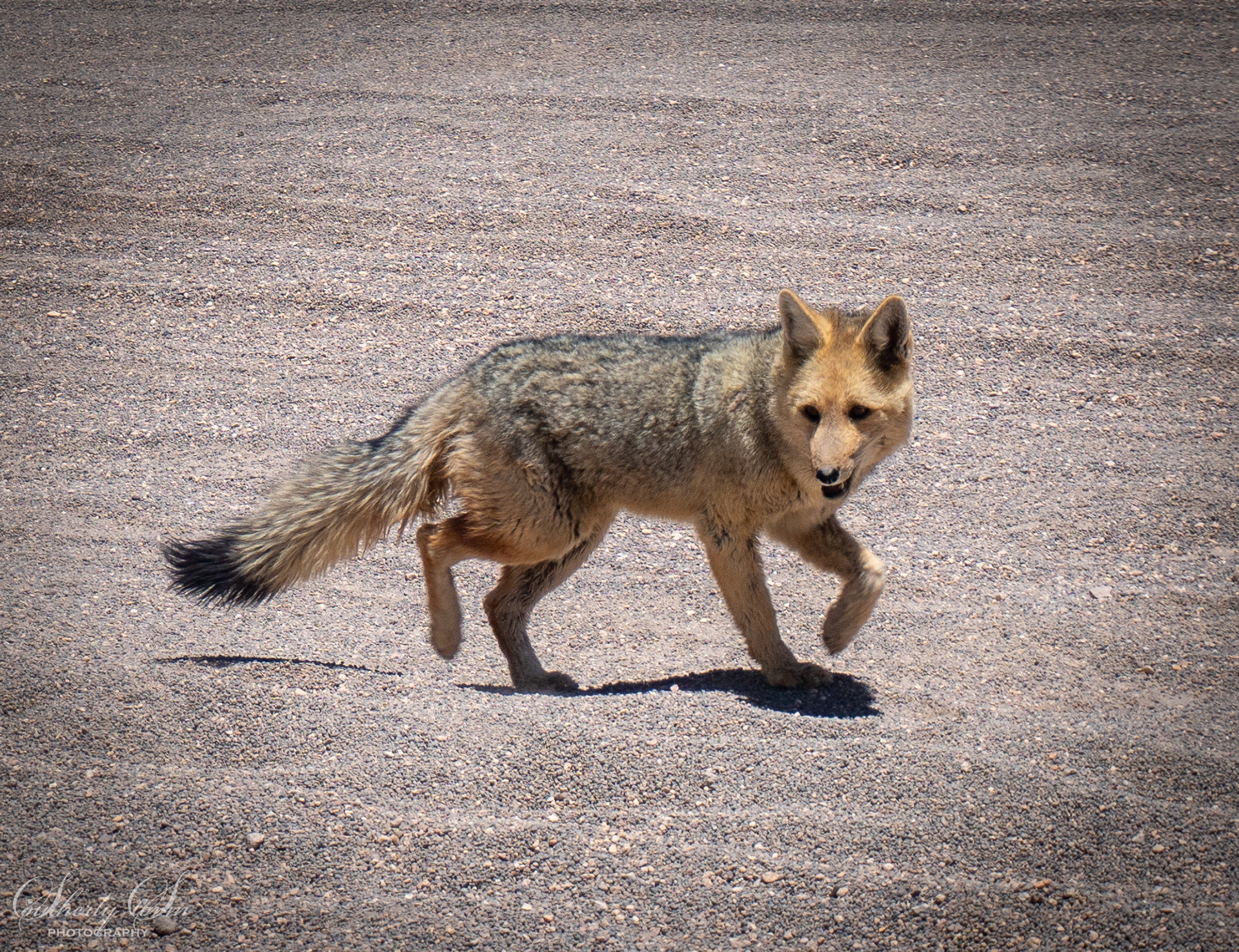 Culpeo - Andean Fox