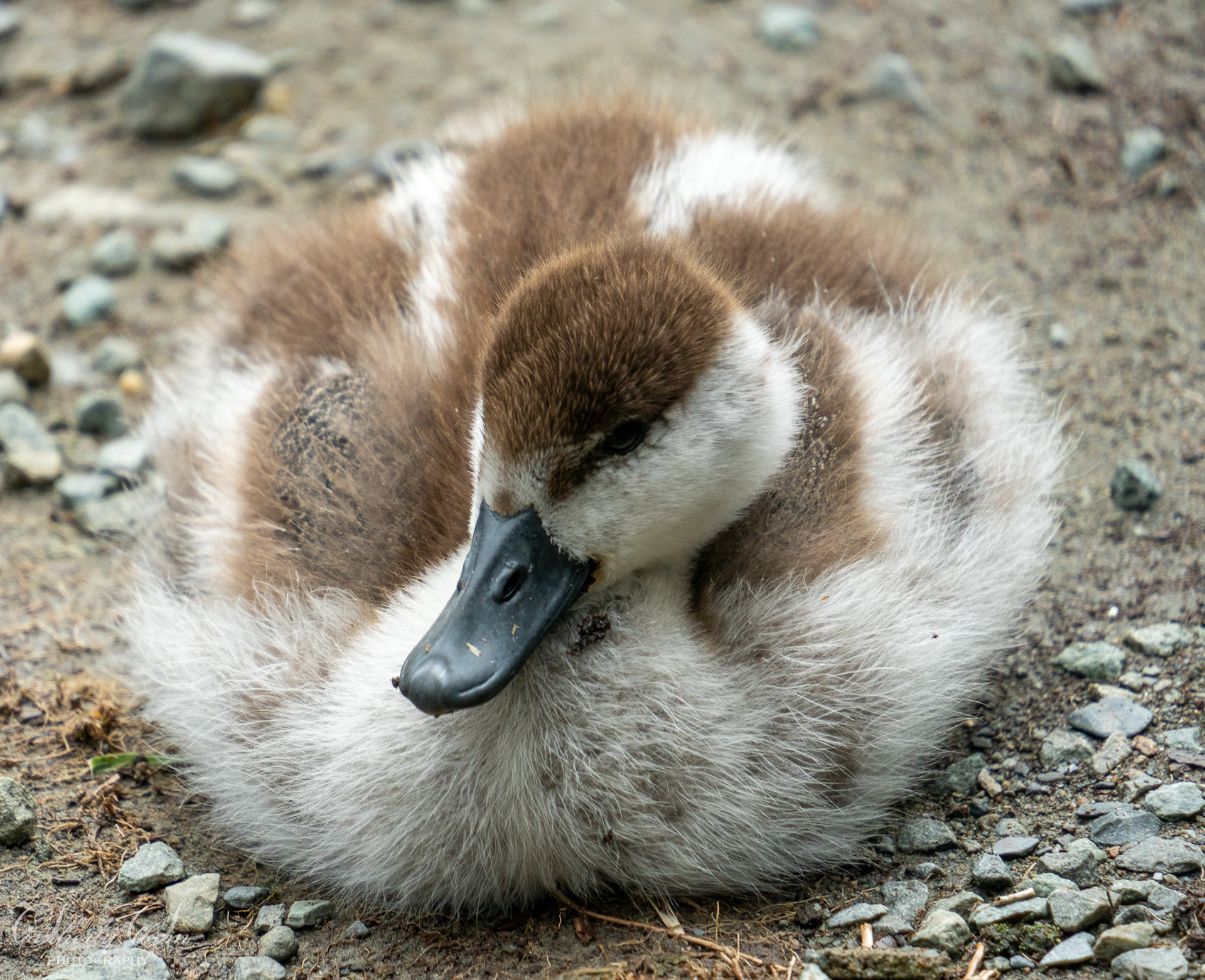 Paradise duckling