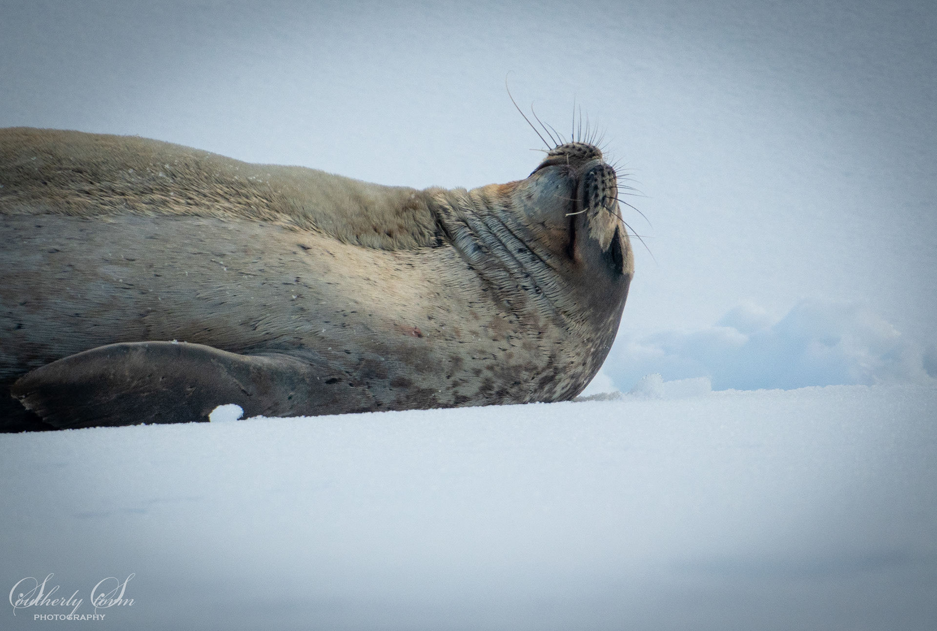 Weddel seal