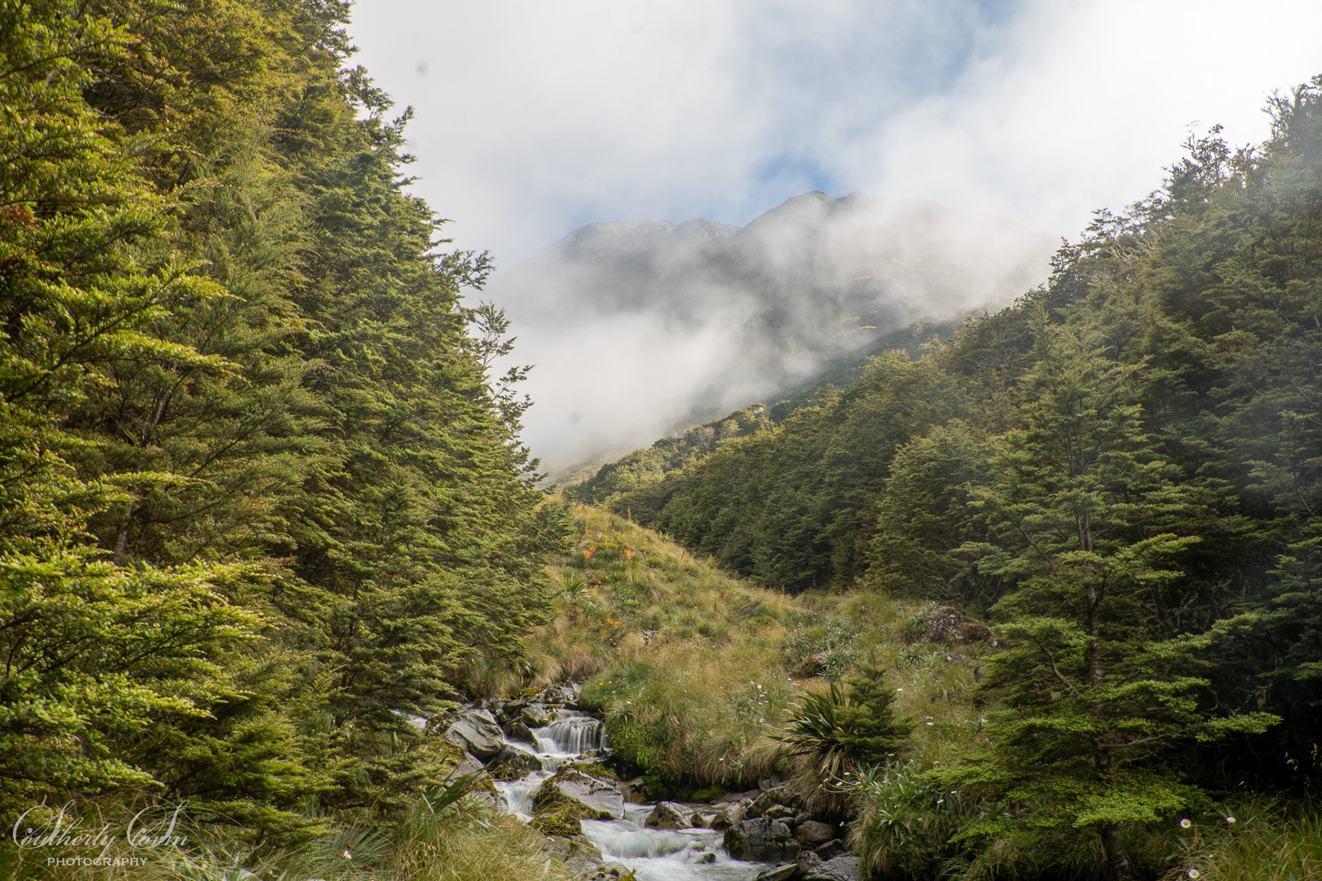 Tussock valley