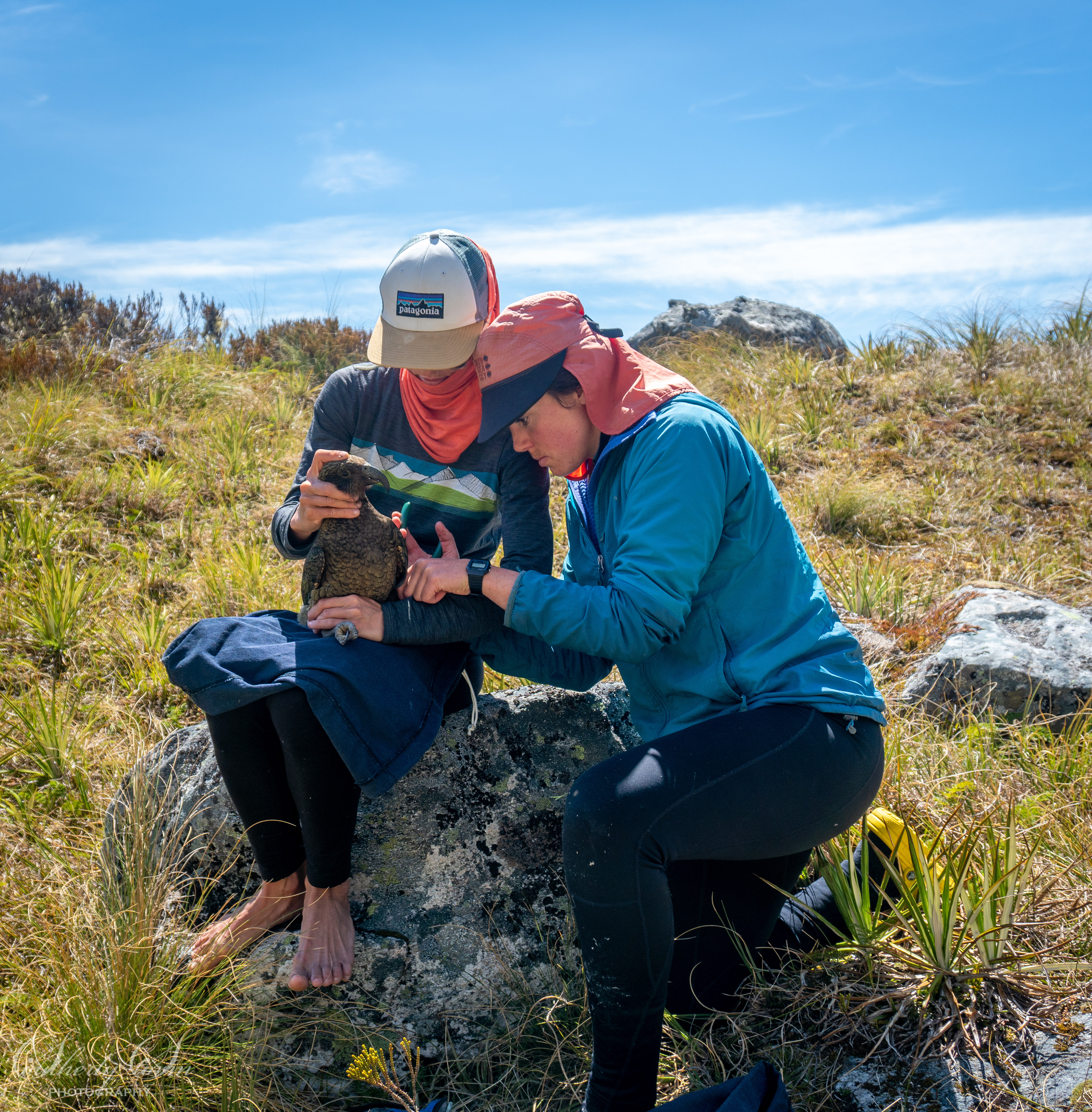 Two scientists handling a kea