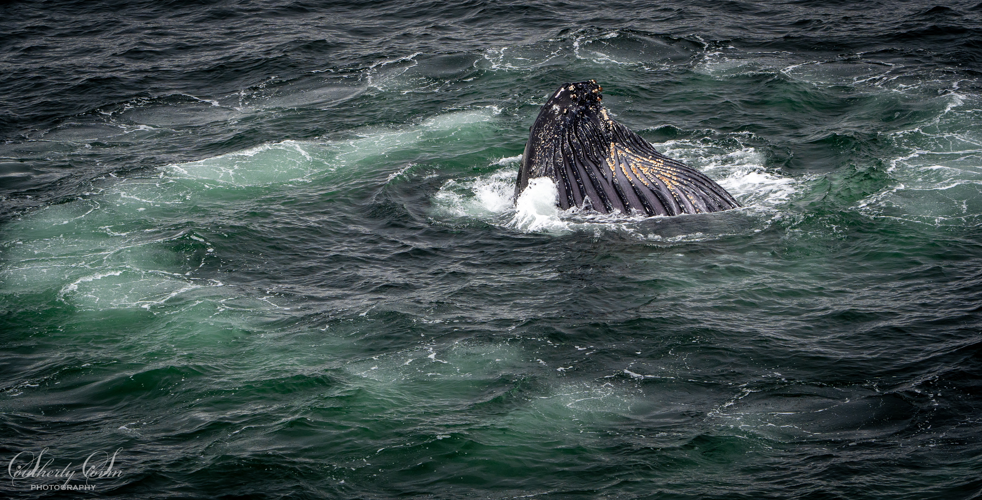 Bubble-net feeding