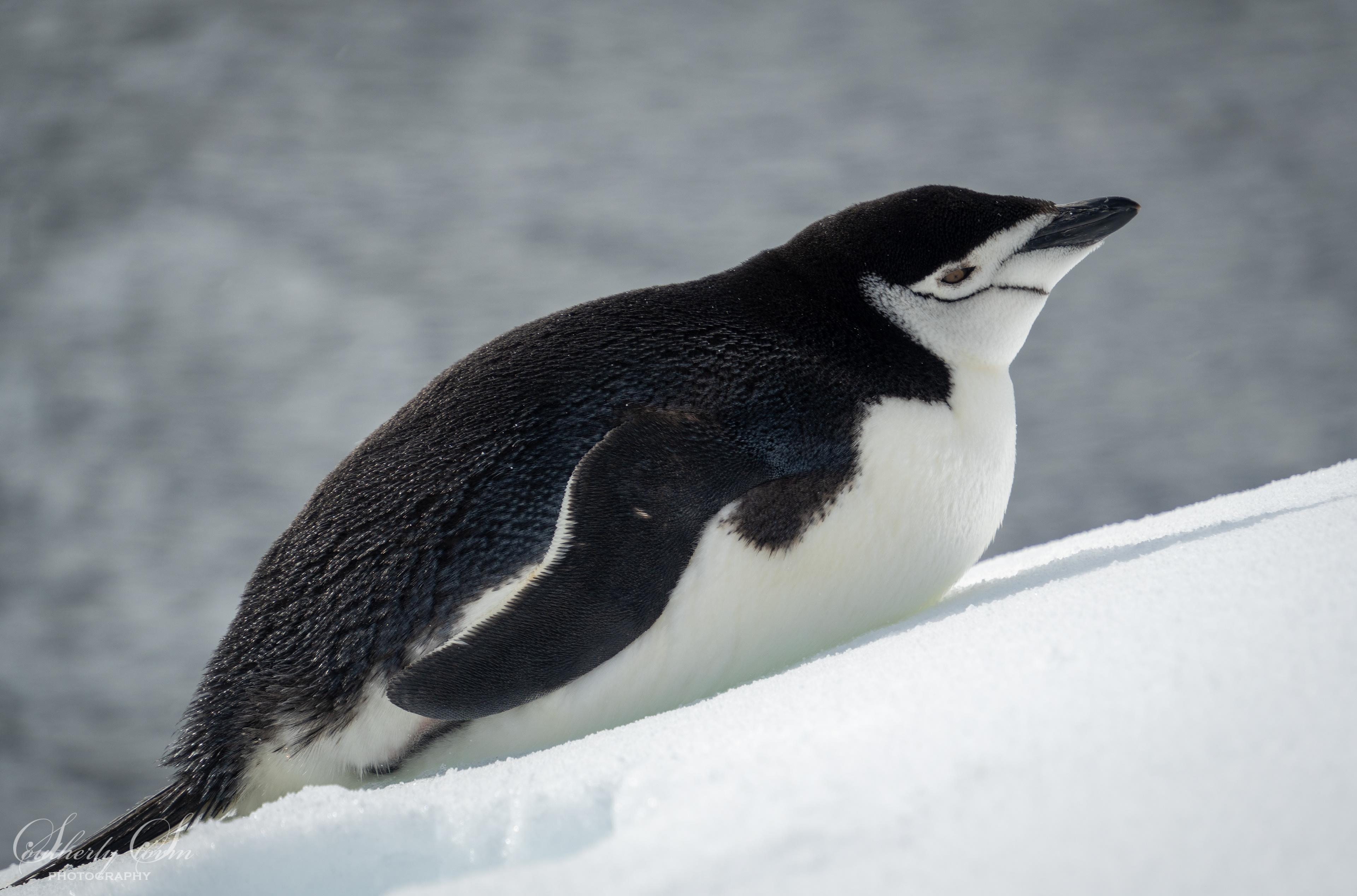 Chinstrap taking a rest